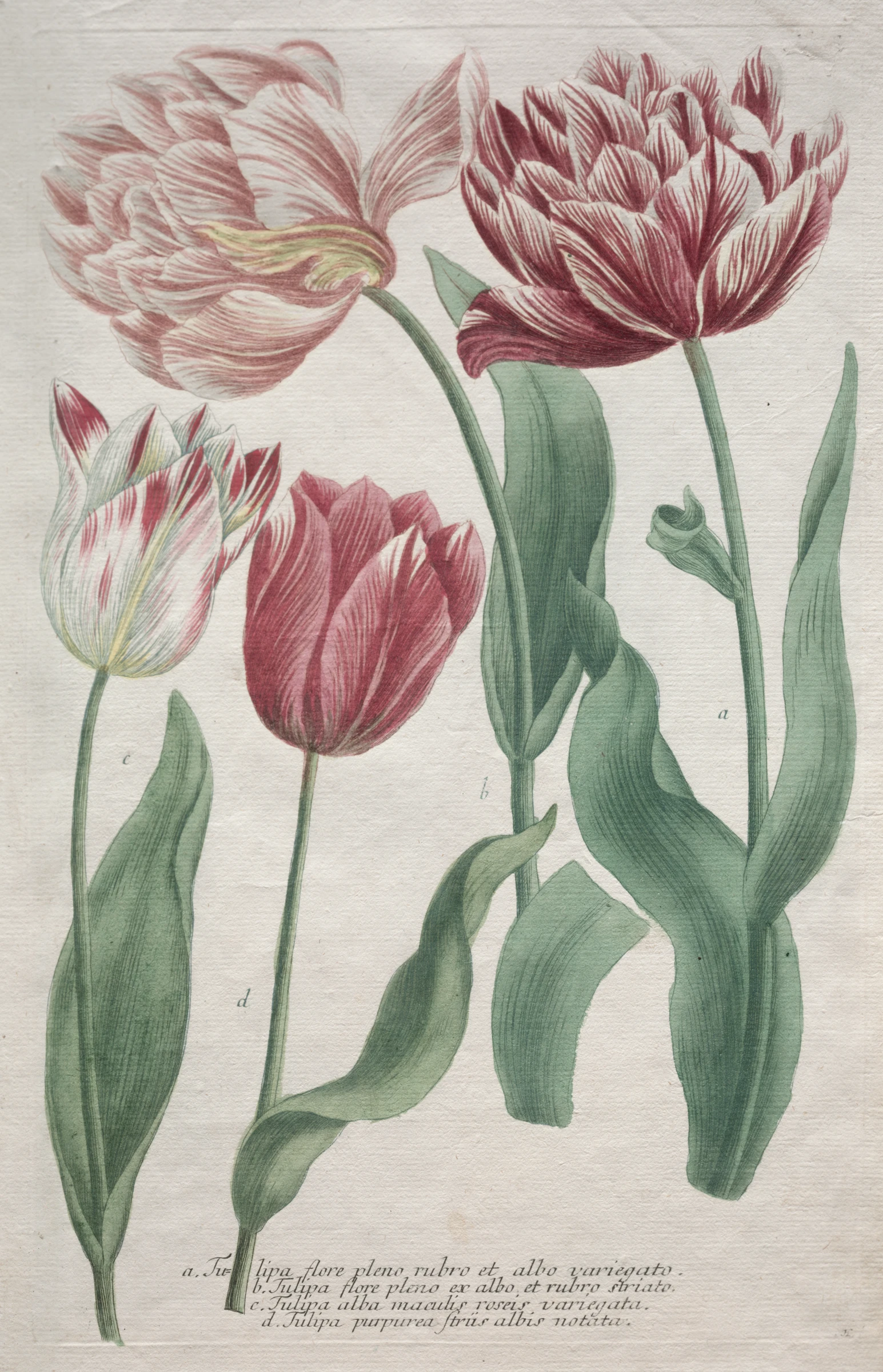 Tulips by Bartholomaus Seutter; Johann Jakob Haid