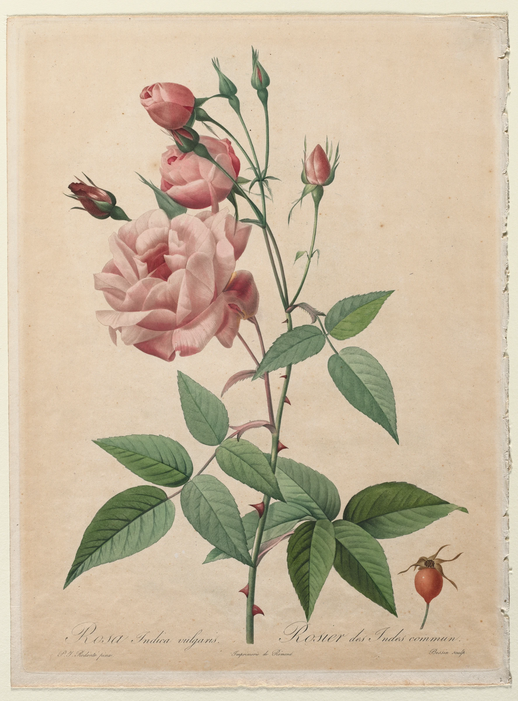 The Roses: China or Bengal Rose by Henri Joseph Redouté; Bessin; Pierre-Joseph Redouté