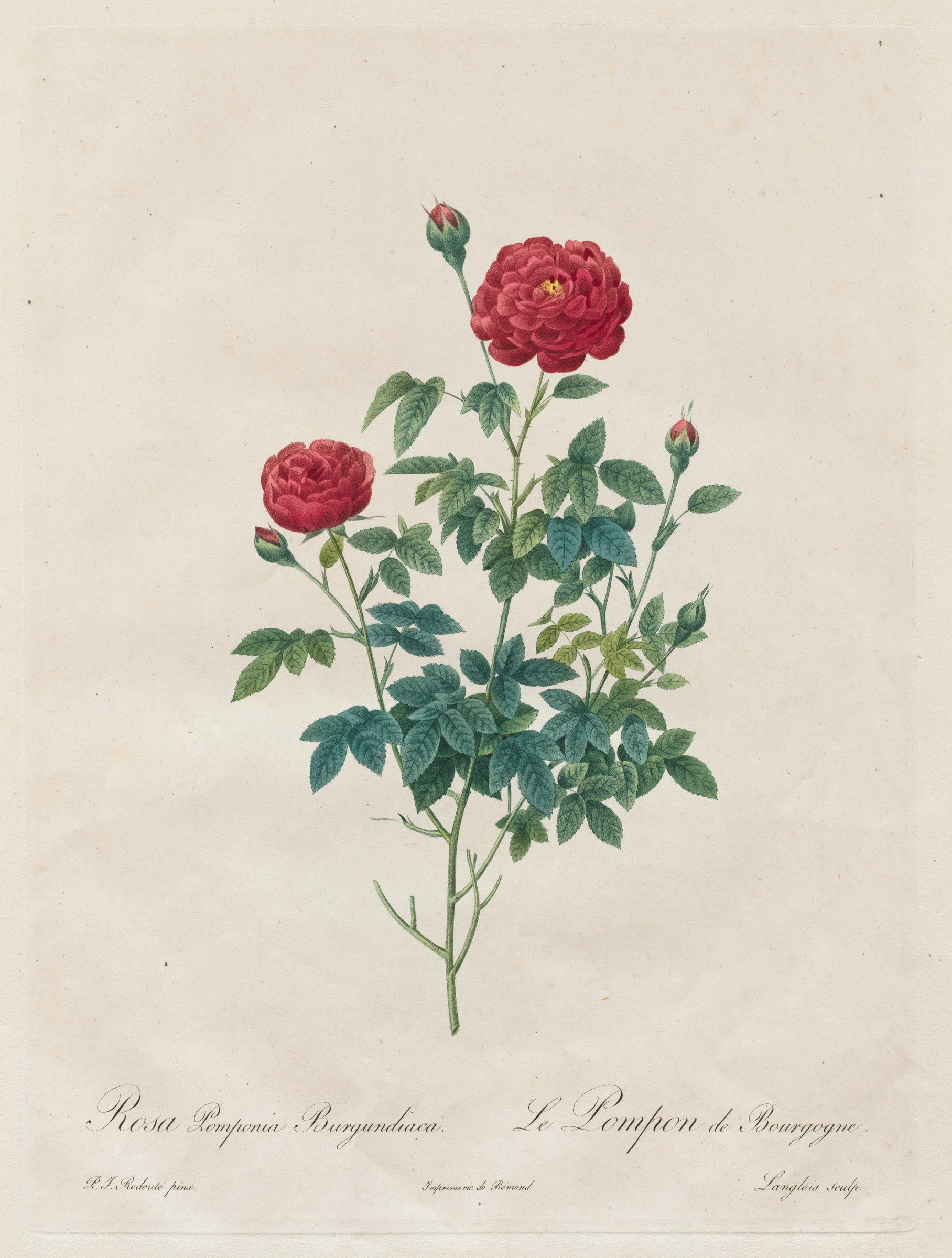 Pompon Rose by Pierre-Joseph Redouté