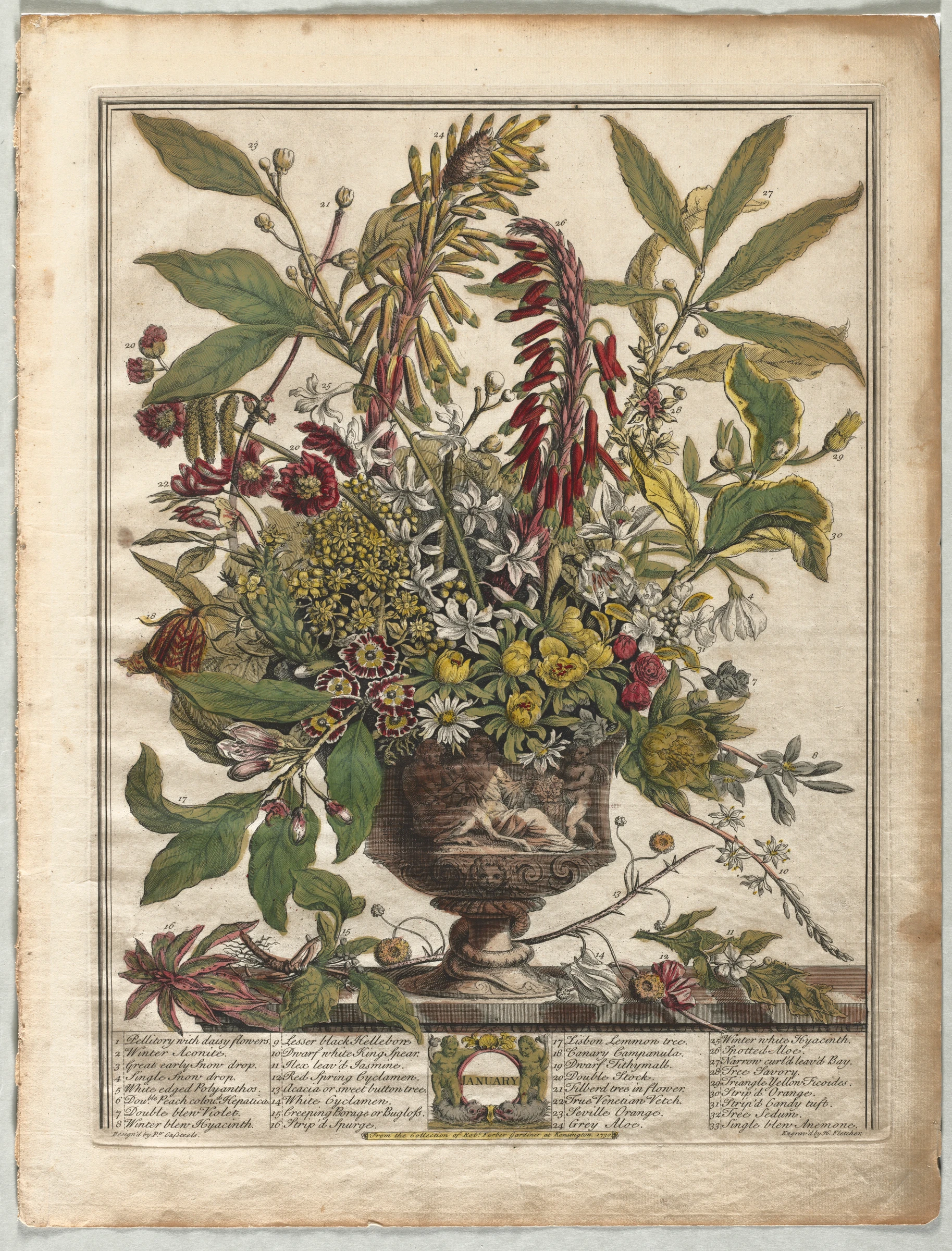 Twelve Months of Flowers: January by Henry Fletcher