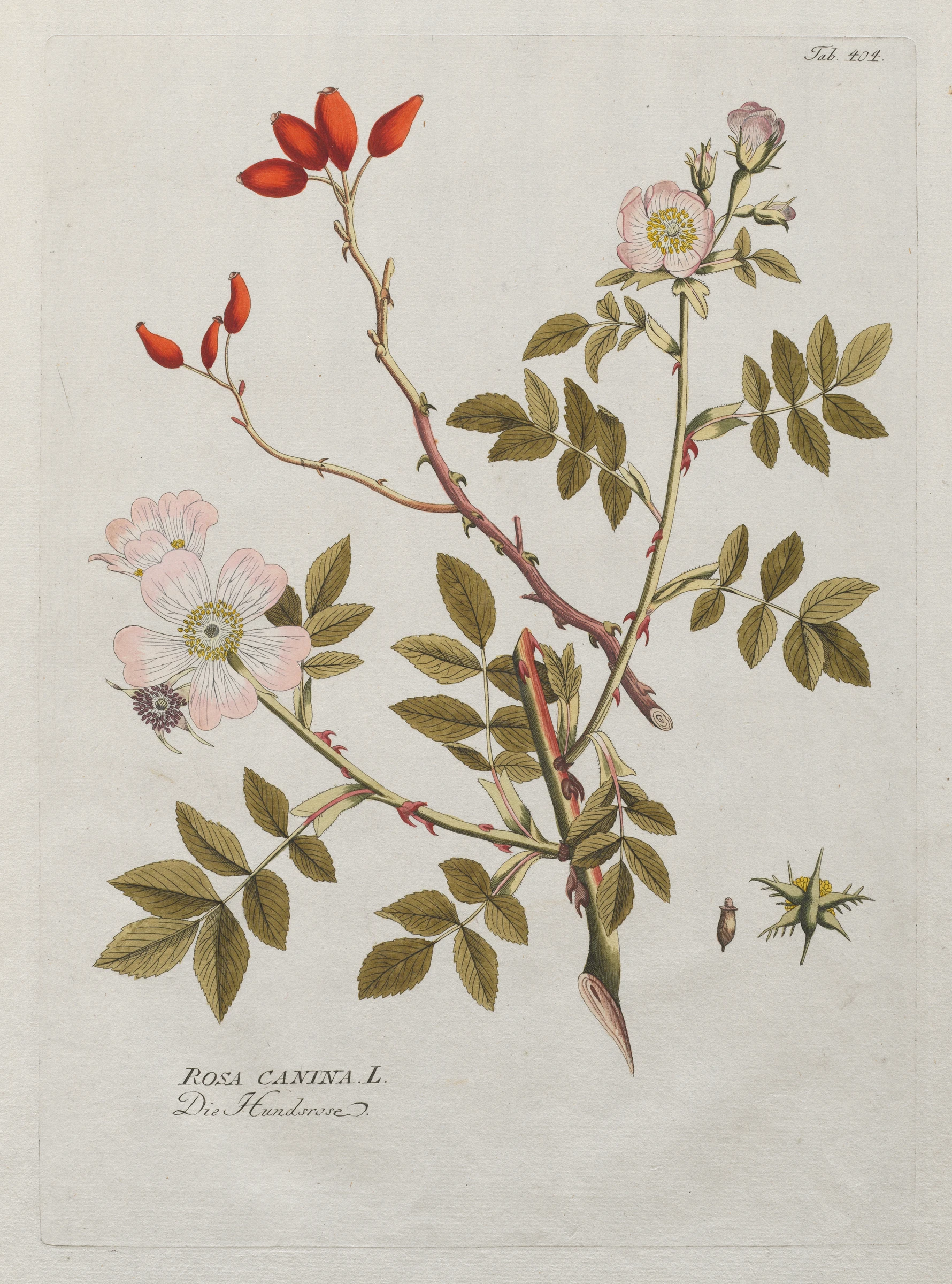 Icones Plantarum Medicinalium: Dog Rose by Joseph Jacob Plenck