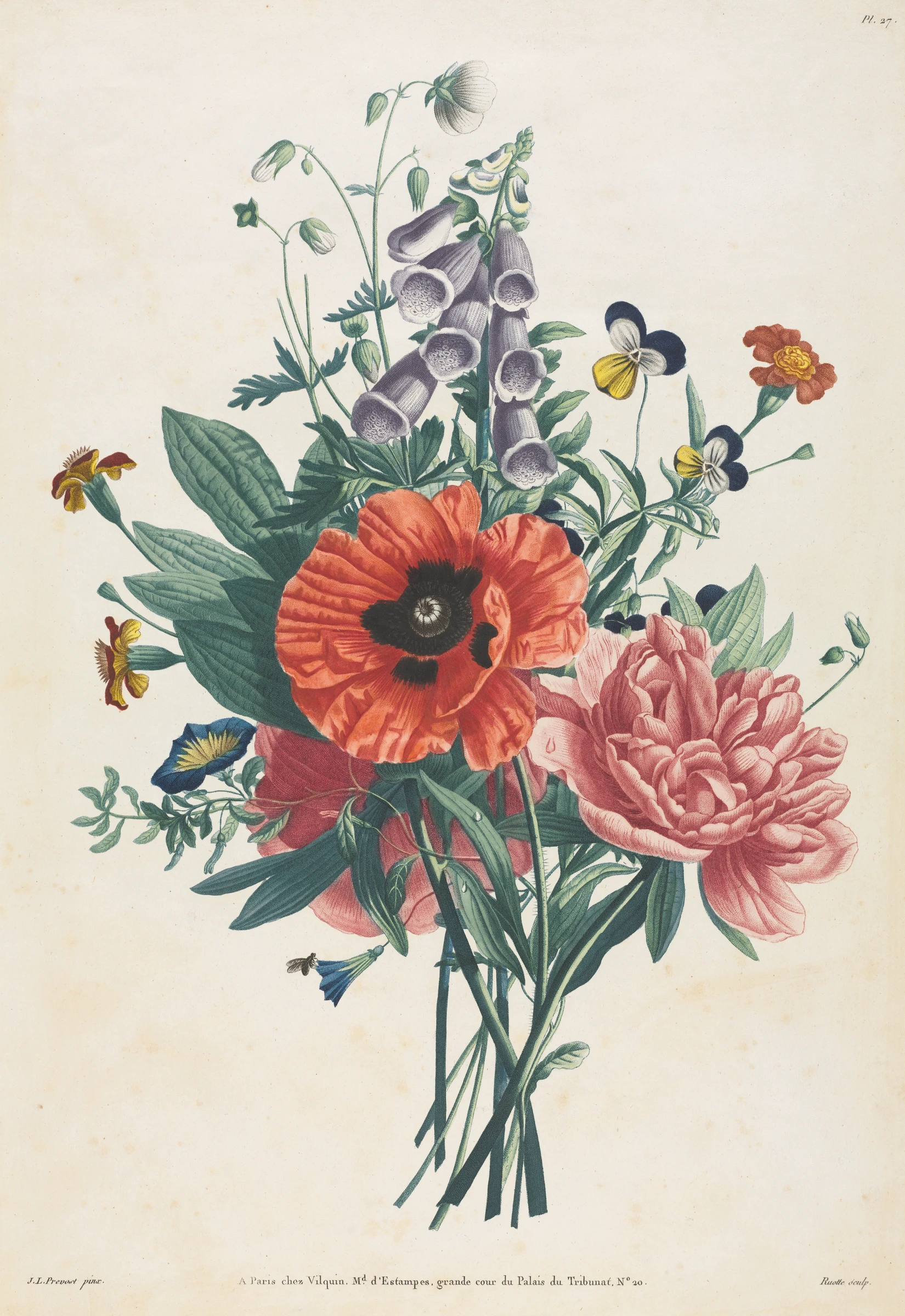 Collection of Flowers and Fruits Painted after Nature: Bouquet of Foxglove, Clematis, Pansy, Peony, Poppy, and Yellow Day Lily by Louis Charles Ruotte; Jean Louis Prévost; Jean Louis Prévost