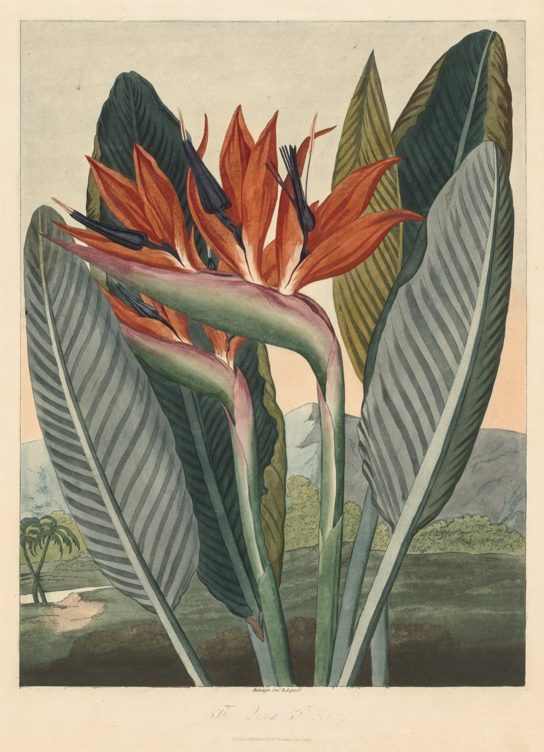 The Temple of Flora; or Garden of Nature: The Queen Flower by Philip Reinagle; Dr. Thornton Jany. 1, 1812