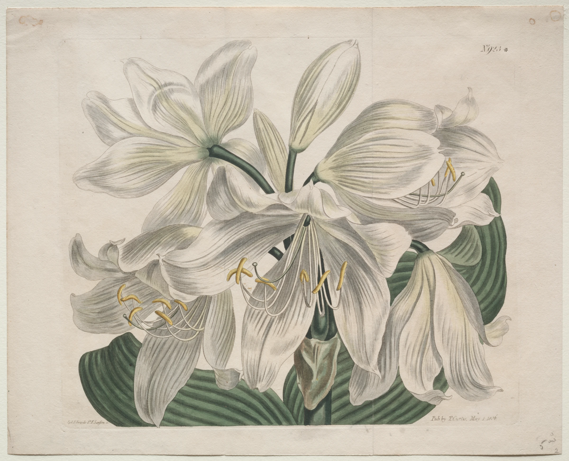 The Botanical Magazine or Flower Garden Displayed: White Cape - Coast Lily by Sydenham Edwards; Thomas Curtis