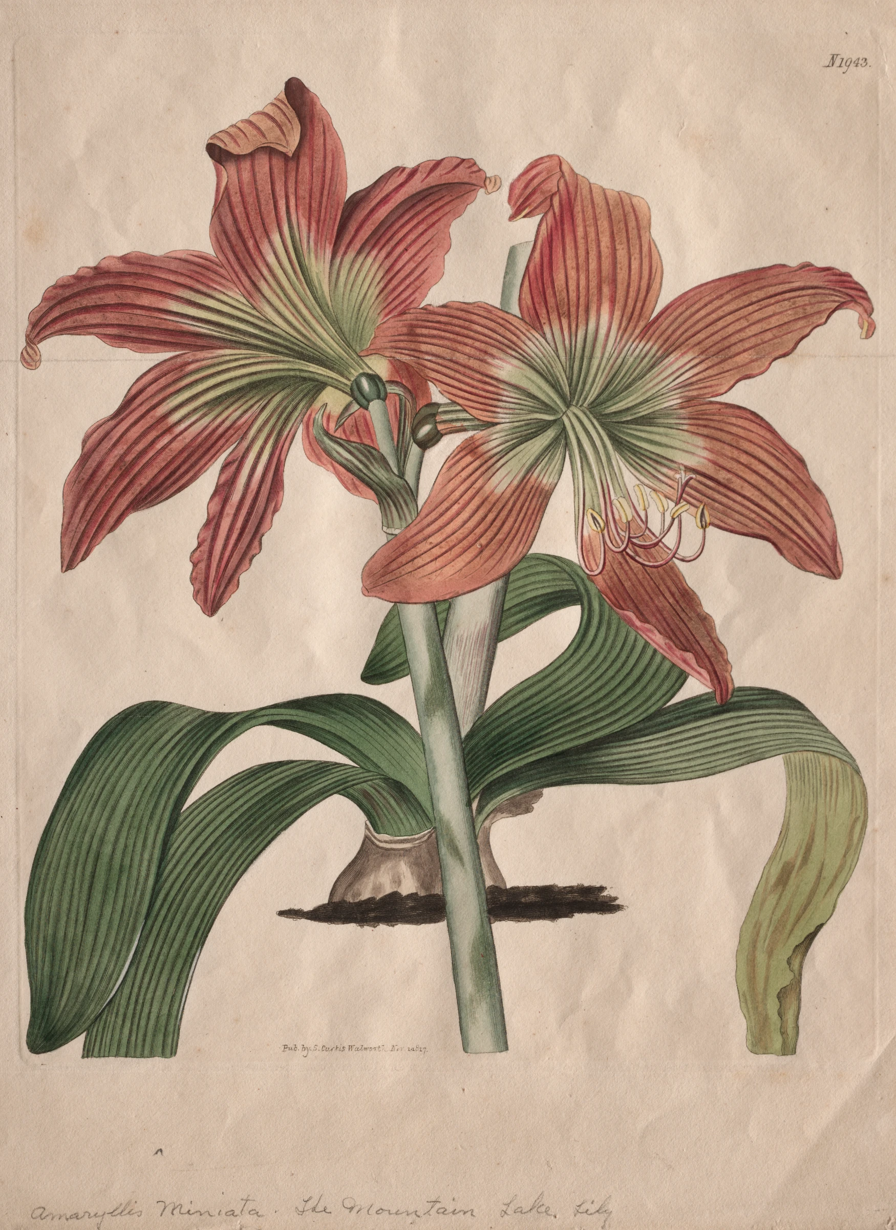 The Botanical Magazine or Flower Garden Displayed: The Mountain Lake Lily by S. Curtis