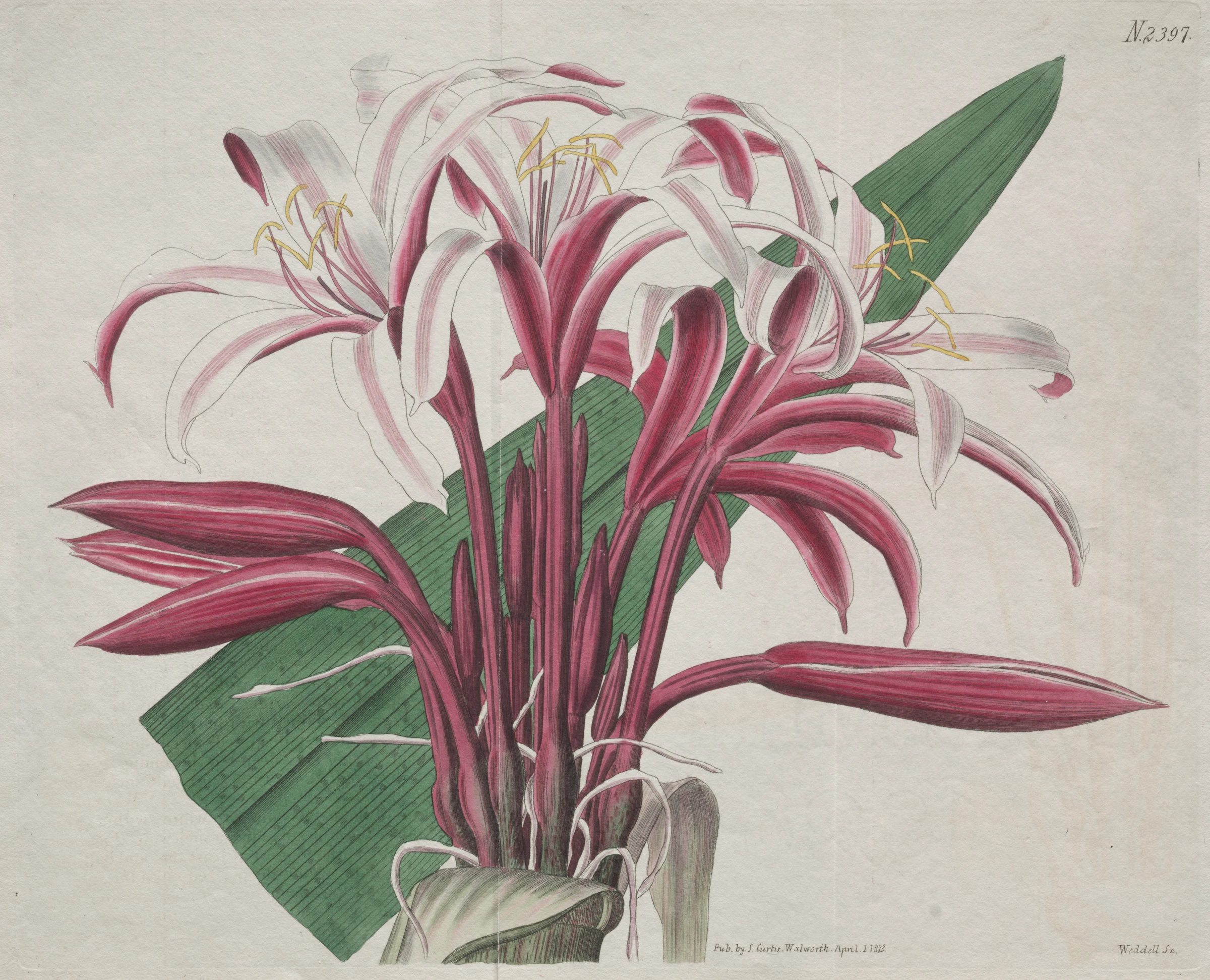 The Botanical Magazine or Flower Garden Displayed: Stately Crinum by S. Curtis