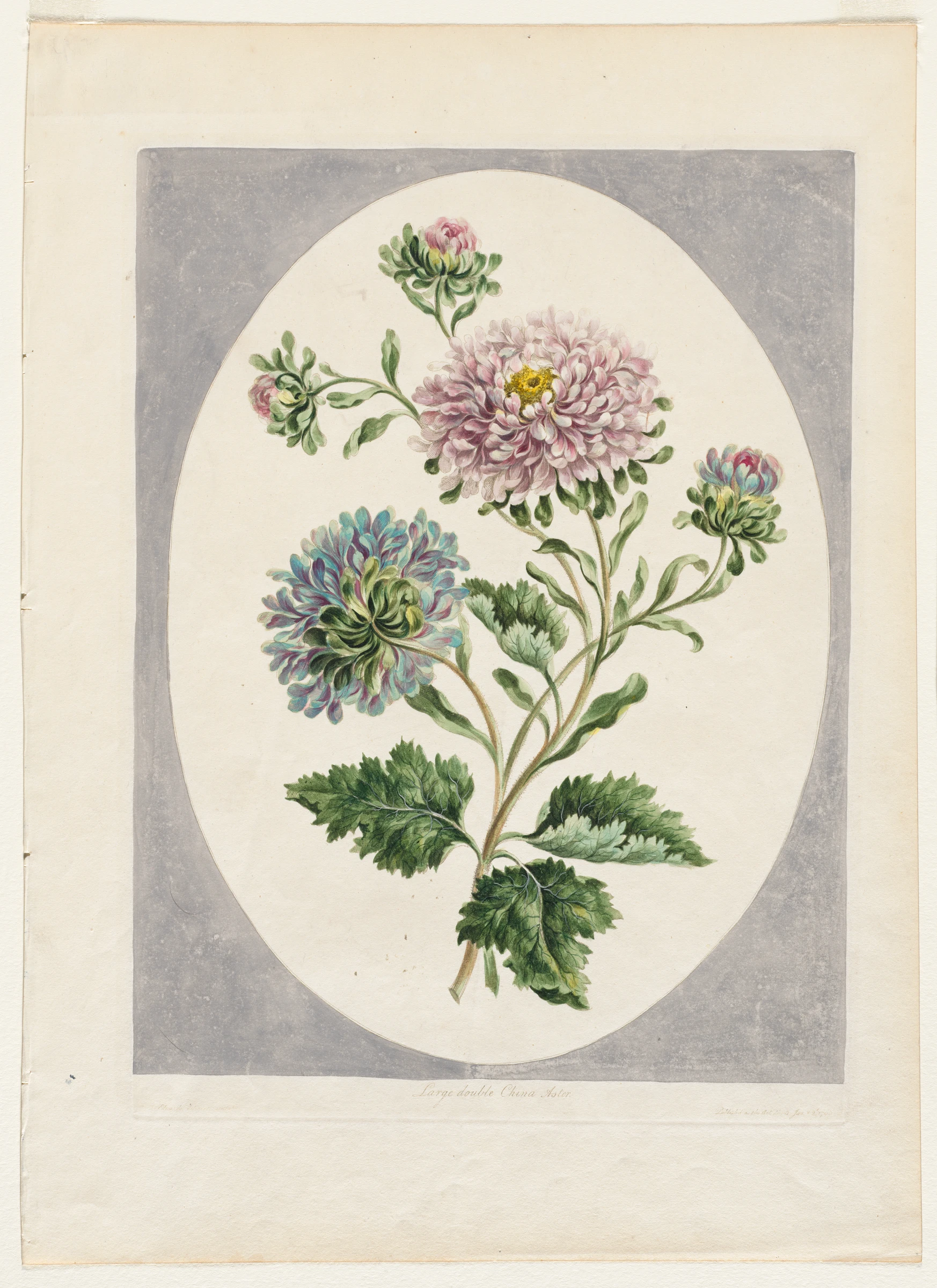 A Collection of Flowers Drawn from Nature: Large Double China Aster by John Edwards