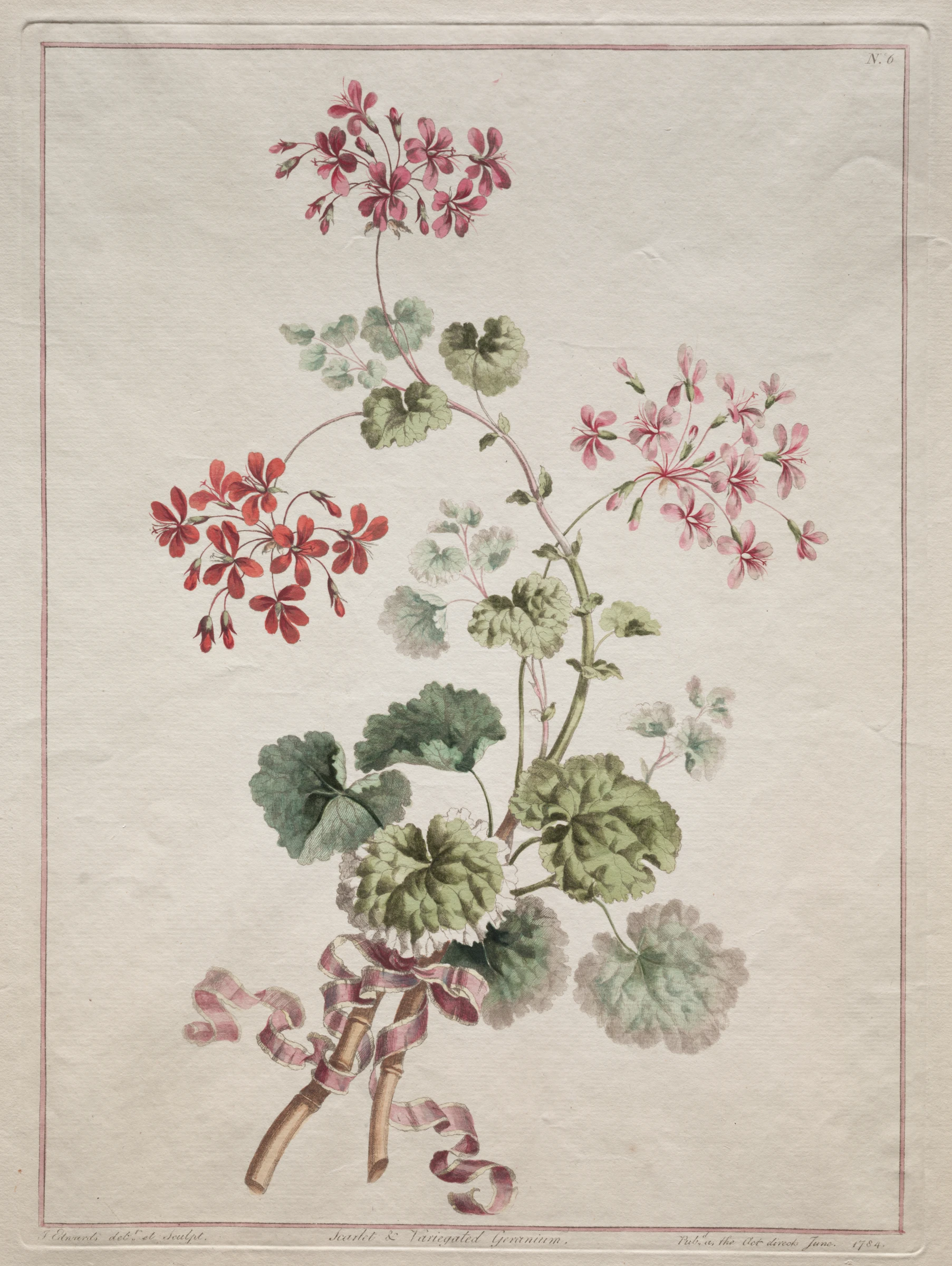 A Collection of Flowers Drawn from Nature: No. 6 - Scarlet and Variegated Geranium by John Edwards