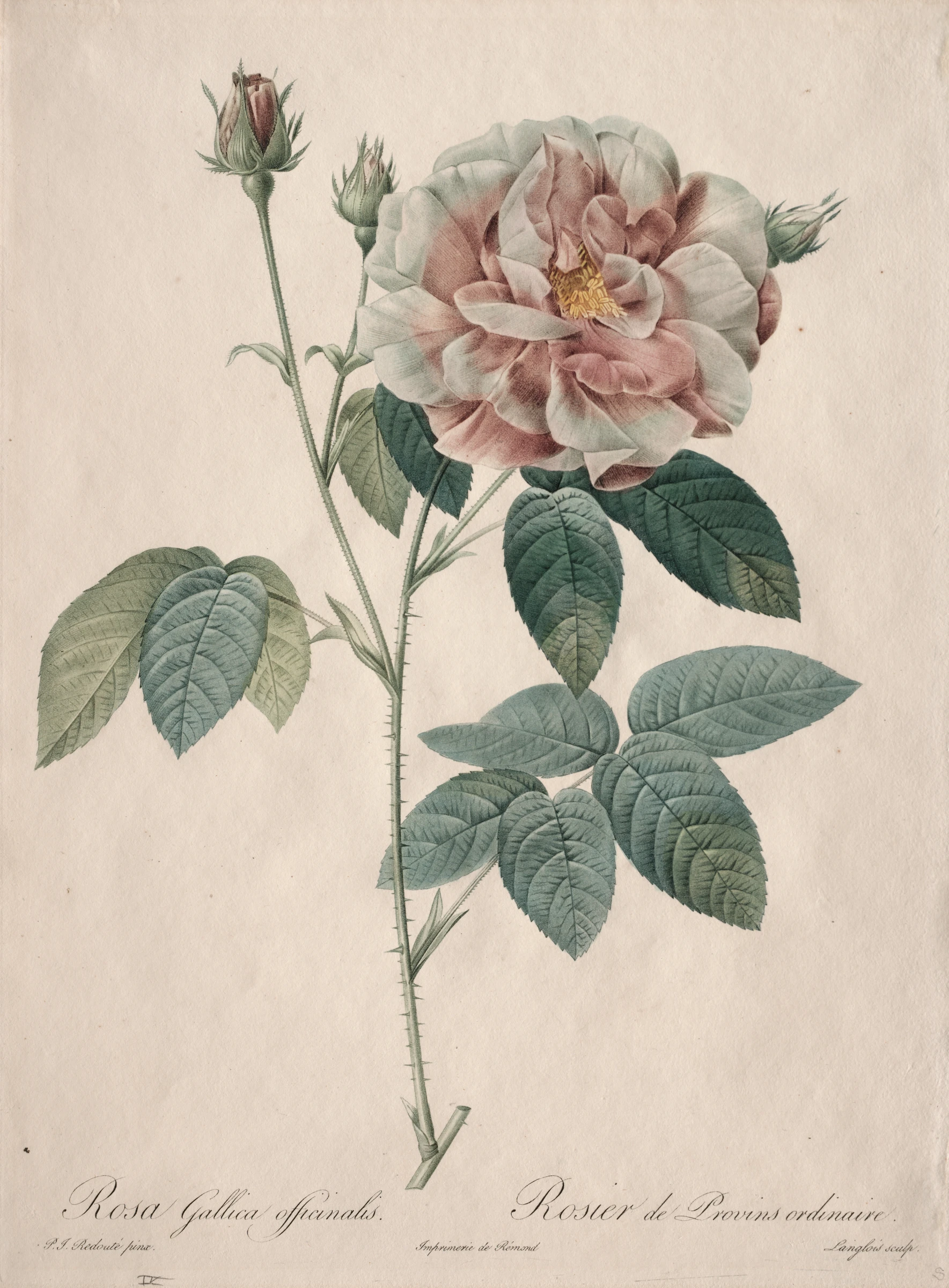 Les Roses: Rosa Gallica by Pierre-Joseph Redouté