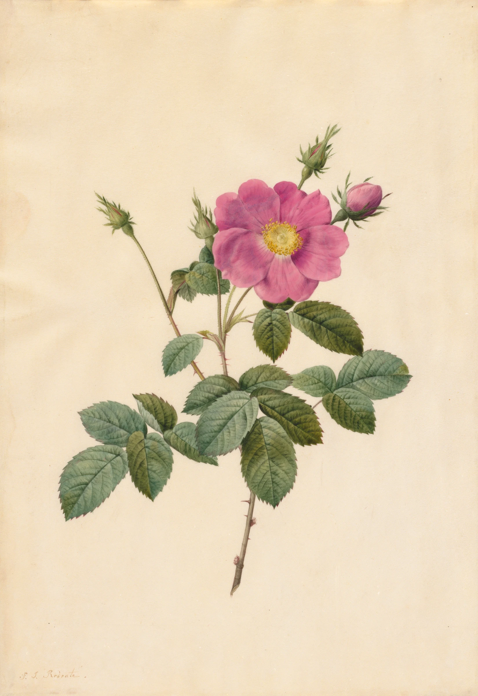 Cabbage Rose (Rosa Centifolia Simplex) by Pierre-Joseph Redouté