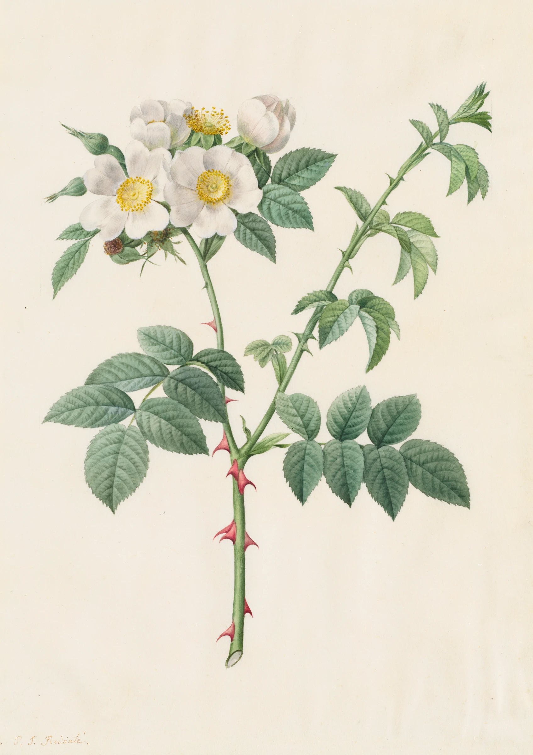 Brier Bush Rose or Dog Rose (Rosa Leucantha) by Pierre-Joseph Redouté