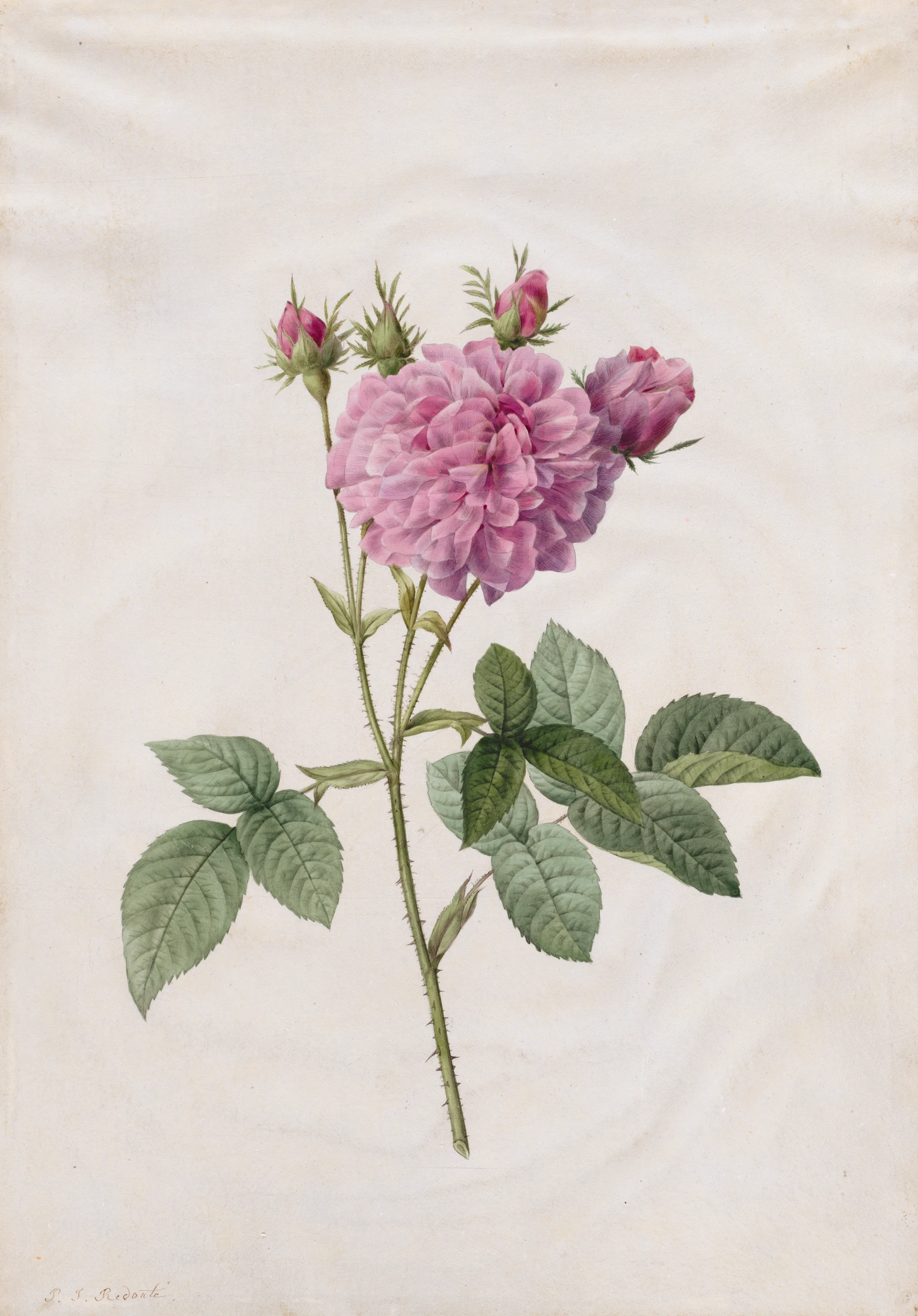 Agatha Rose (Rosa Gallica Agatha) by Henri Joseph Redouté