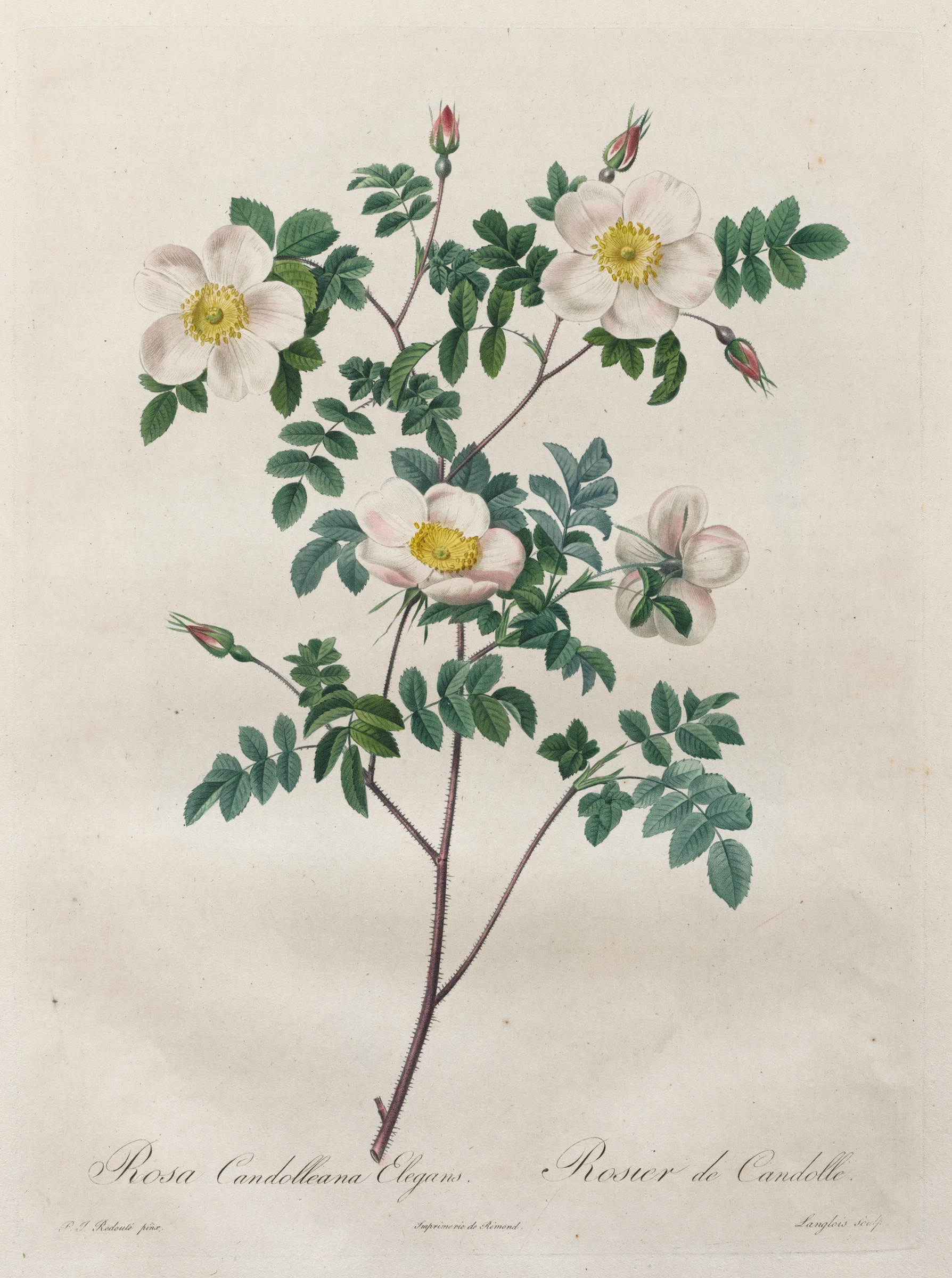 Les Roses: Rosa Candolleana Elegans by Henri Joseph Redouté
