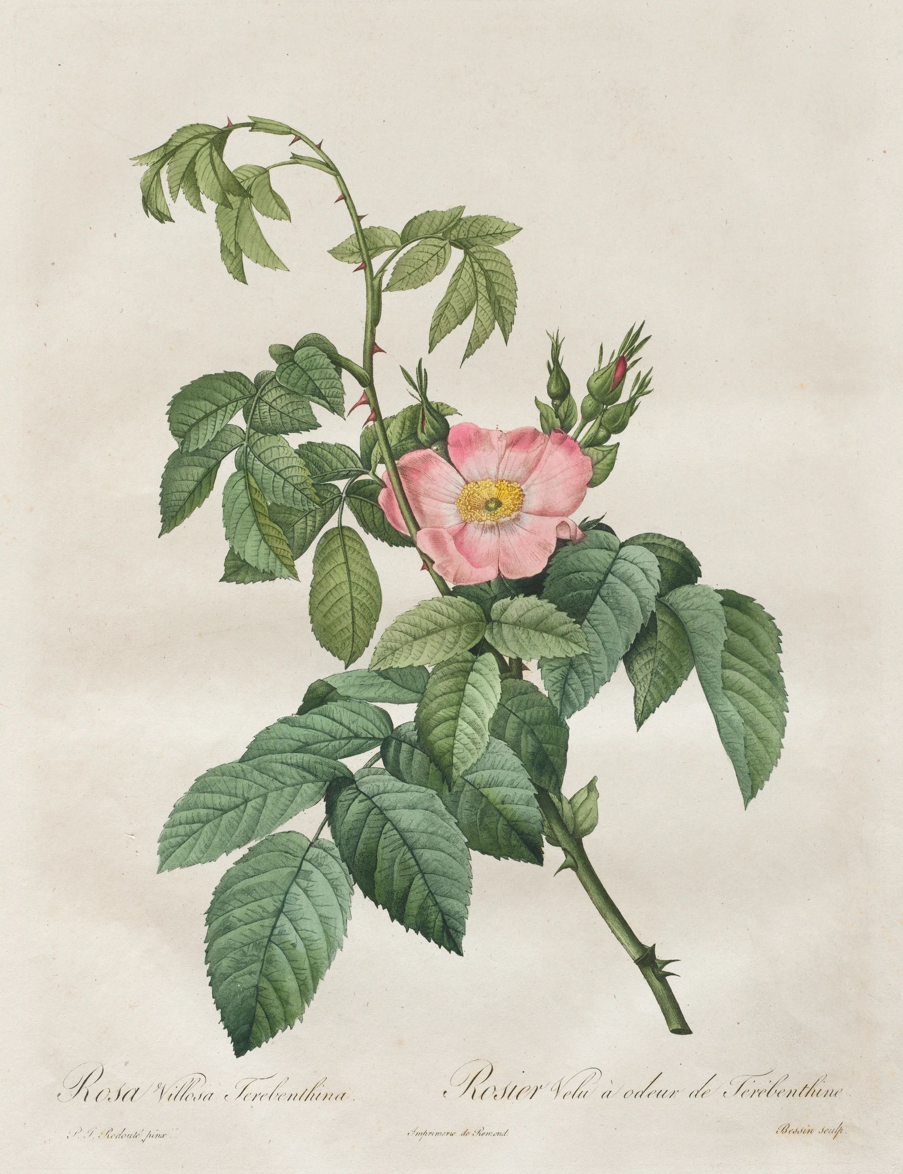 Les Roses: Rosa Villosa Terebenthina by Henri Joseph Redouté