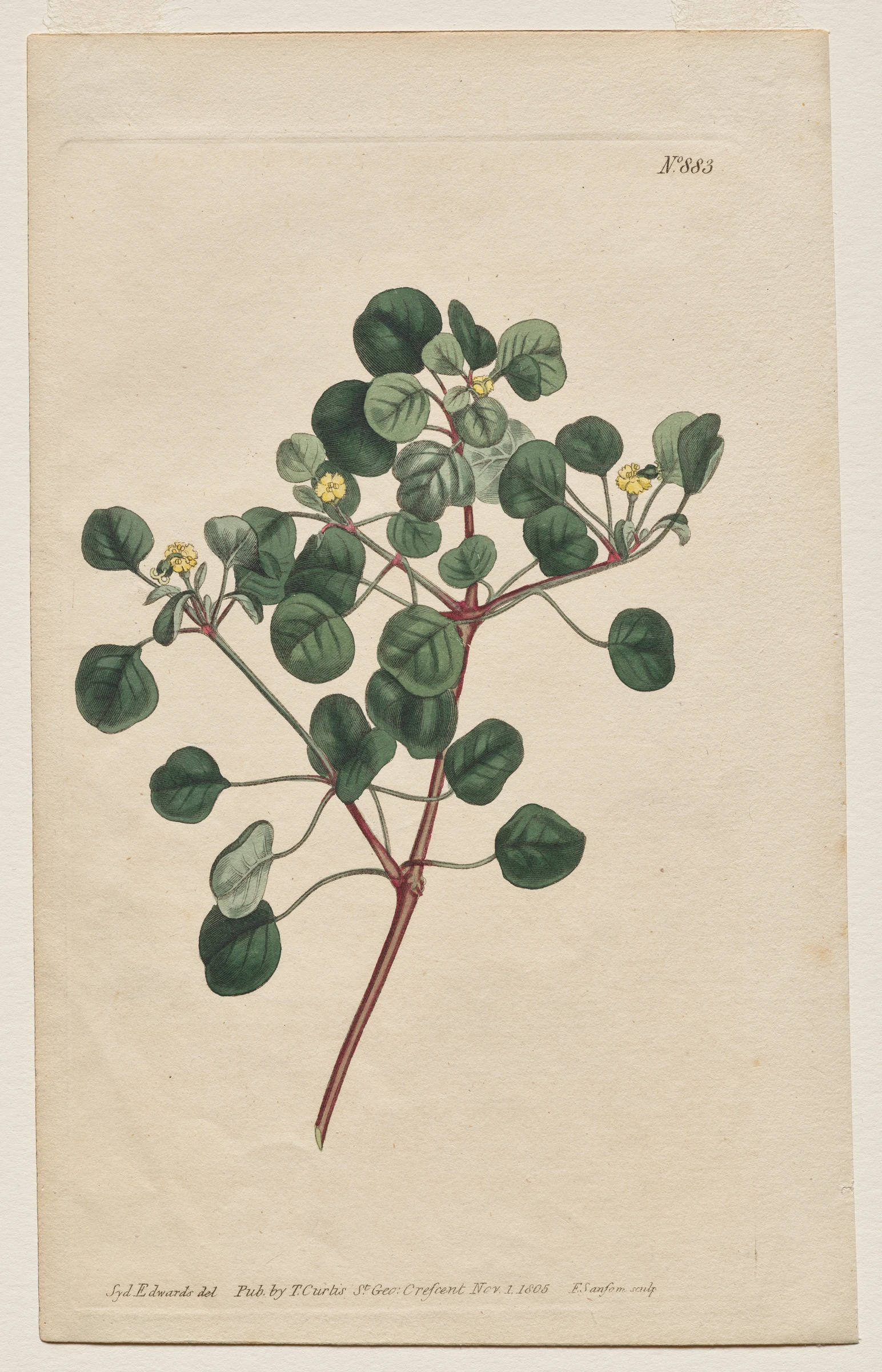 The Botanical Magazine or Flower Garden Displayed: Plate 883, Euphorbia Petiolaris. Long -Stalked Spurge by Francis Sansom; Thomas Curtis; Sydenham Edwards