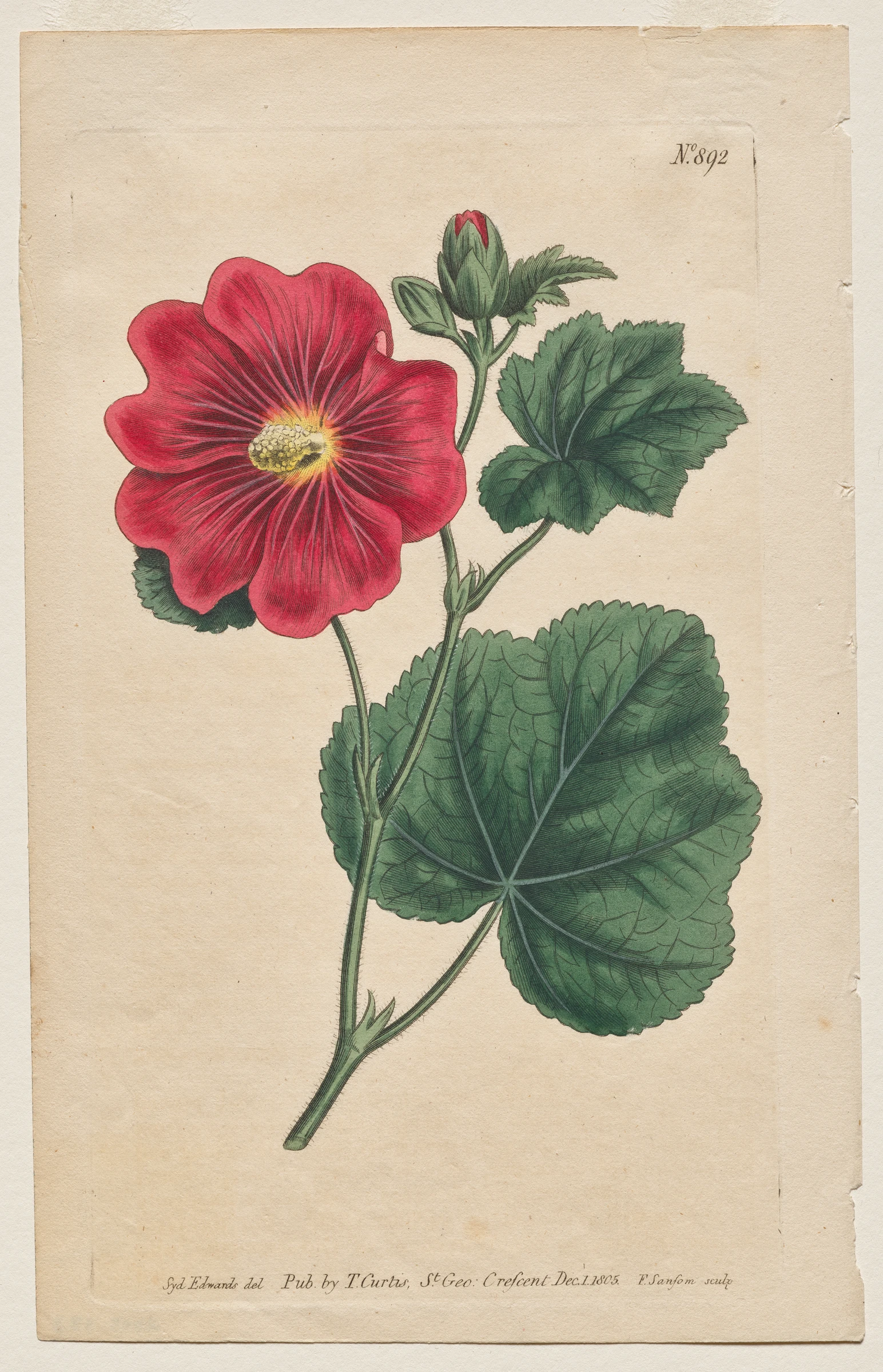 The Botanical Magazine or Flower Garden Displayed: Plate 892, Althaea Flexuosa. Seringapatam A Hollyhock . [Althea rosea] by Francis Sansom; Thomas Curtis; Sydenham Edwards