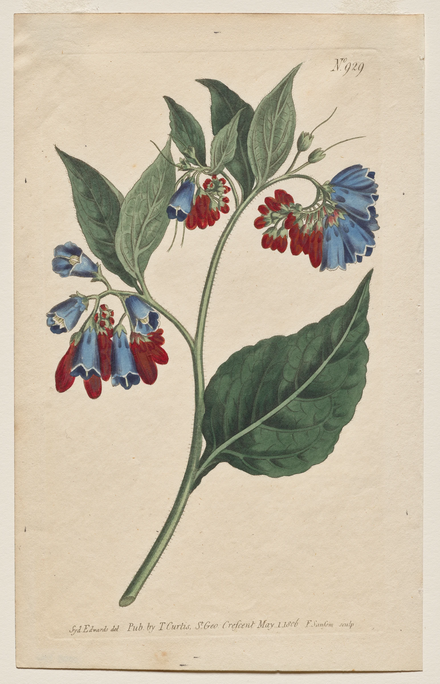 The Botanical Magazine or Flower Garden Displayed: Plate 929, Symphyum Asperrim. Prickley Comfrey. [Symphytum asperum] by Francis Sansom; Thomas Curtis; Sydenham Edwards