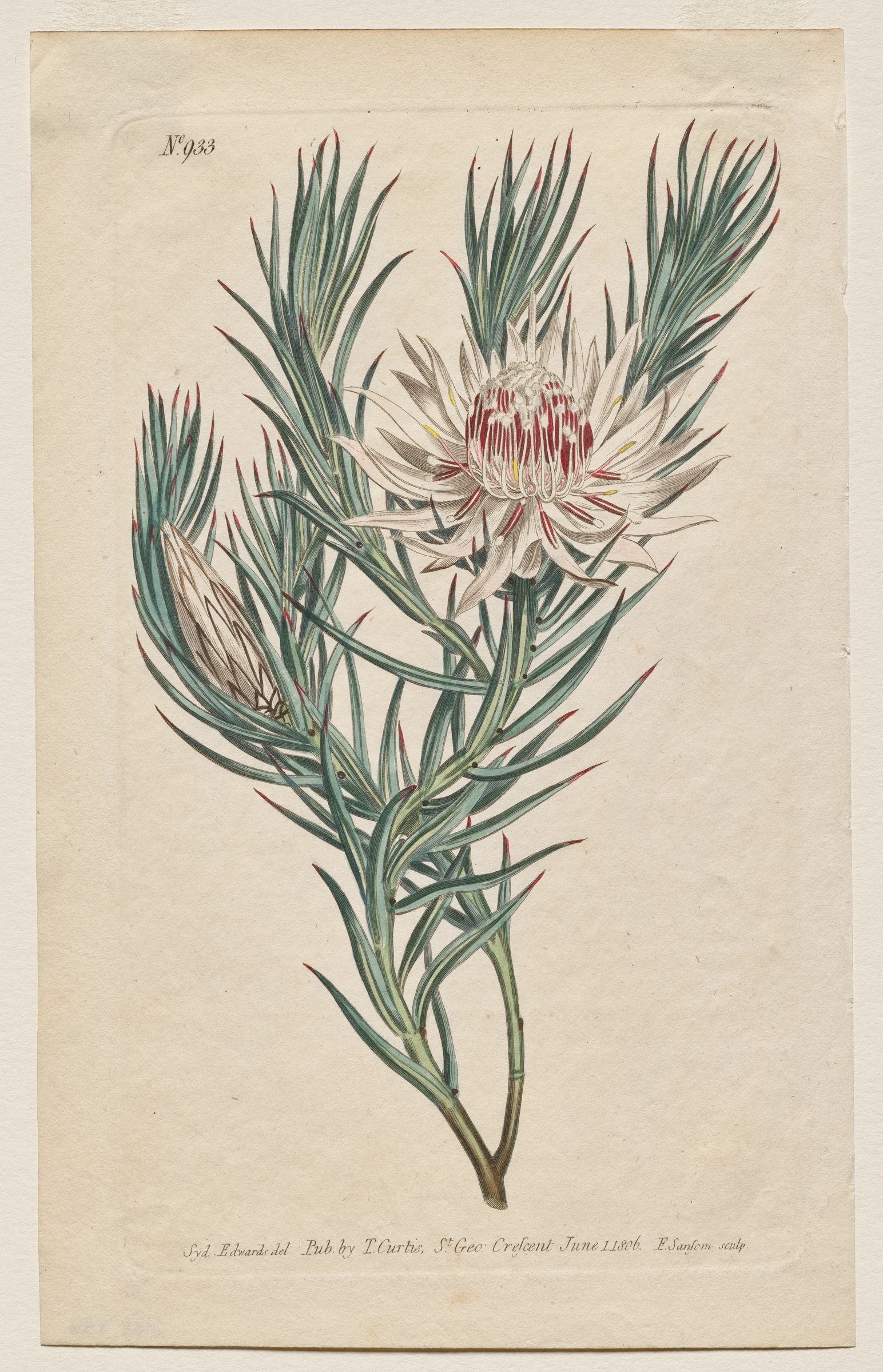 The Botanical Magazine or Flower Garden Displayed: Plate 933, Protea mucronifolia. Dagger-Leaved Protea. [Protea odorata] by Francis Sansom; Thomas Curtis; Sydenham Edwards