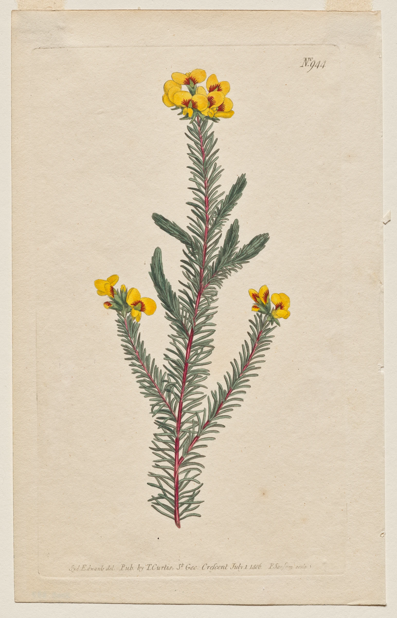 The Botanical Magazine or Flower Garden Displayed: Plate 944, Dillwynia Glaberrima. Smooth-Leaved Dillwynnia. [Dillwynia ericifolia gaberrima] by Francis Sansom; Sydenham Edwards; Thomas Curtis