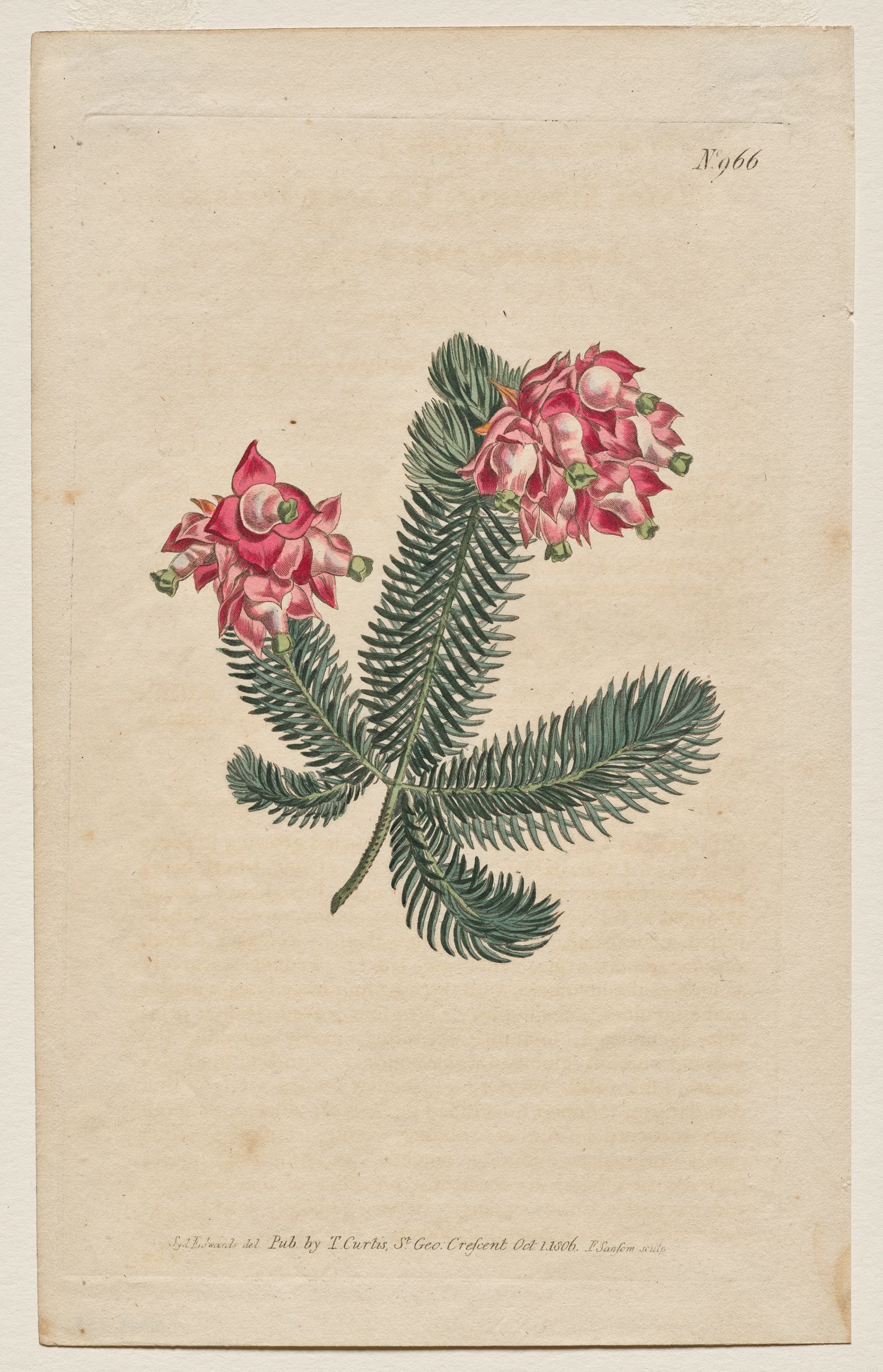 The Botanical Magazine or Flower Garden Displayed: Plate 966, Erica Elegans. Elegant Heath [Erica glauca] by Francis Sansom; Thomas Curtis; Sydenham Edwards