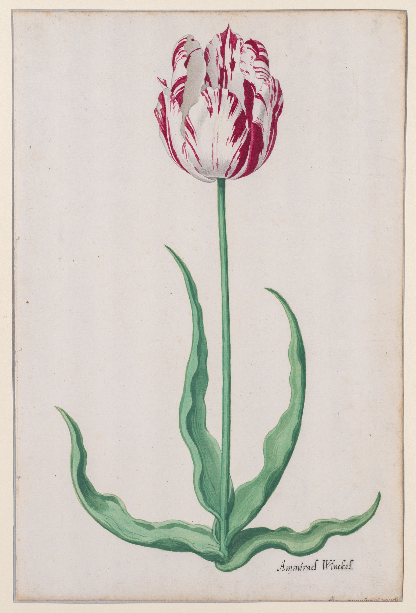 Study of a Tulip (Ammirael Winckel) by Pieter Holsteyn II