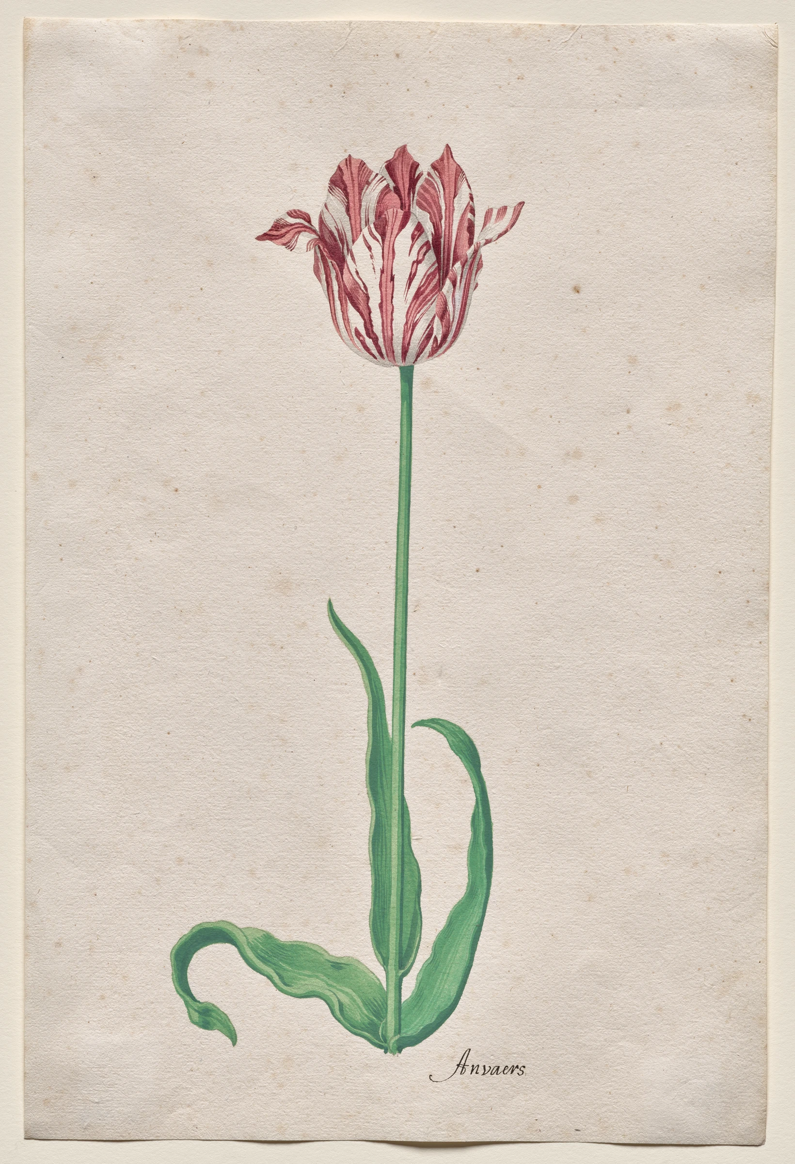 Study of a Tulip (Anvaers) by Pieter Holsteyn II