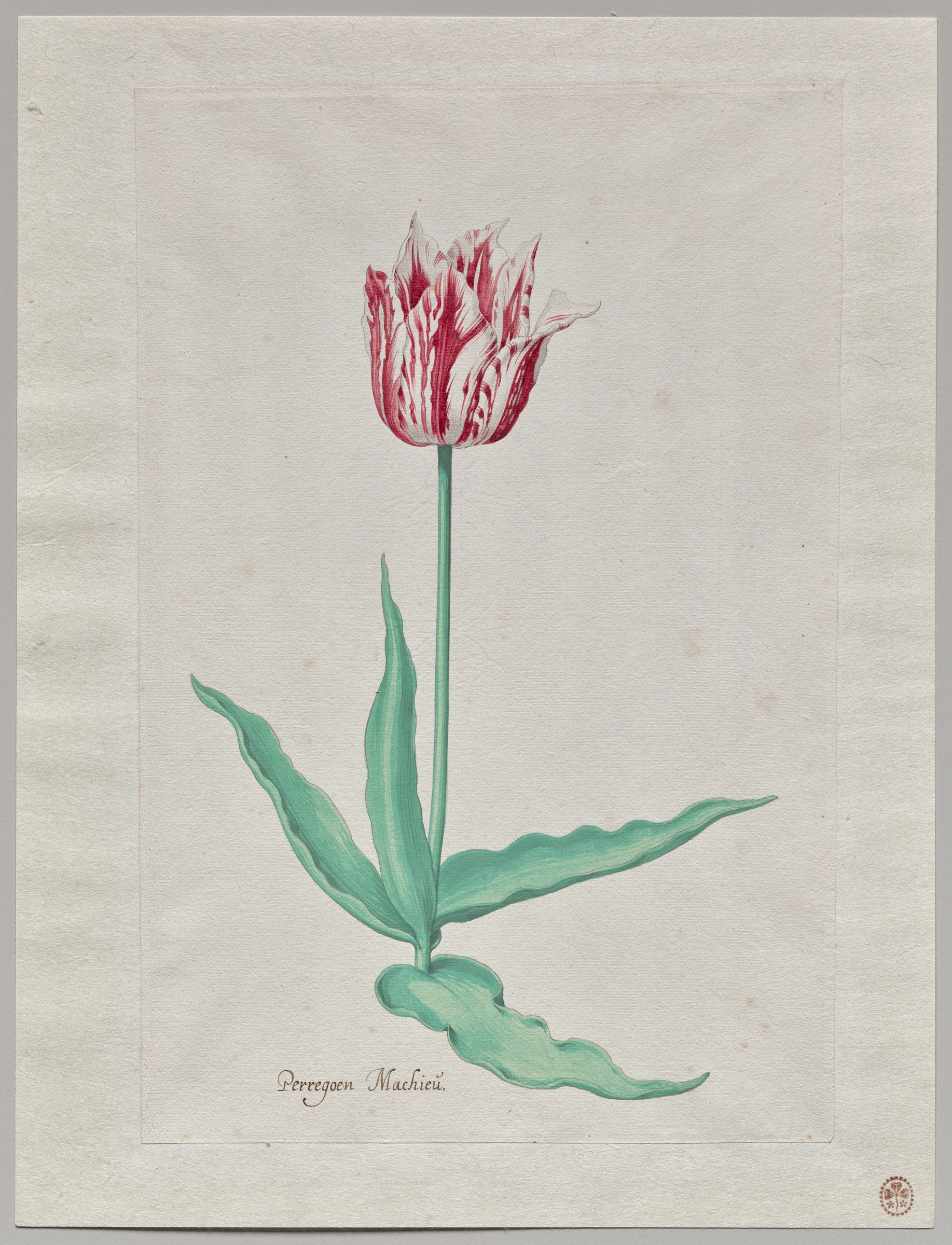 Study of a Tulip (Perregoen Machieu) by Pieter Holsteyn II