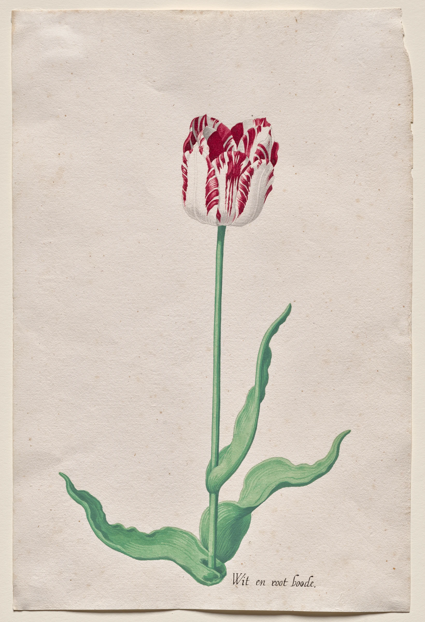 Study of a Tulip (Wit en root boode) by Pieter Holsteyn II