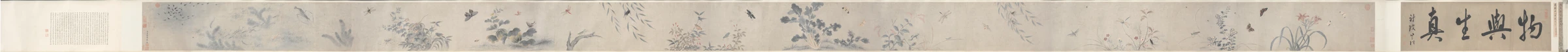 Insects and Flowers