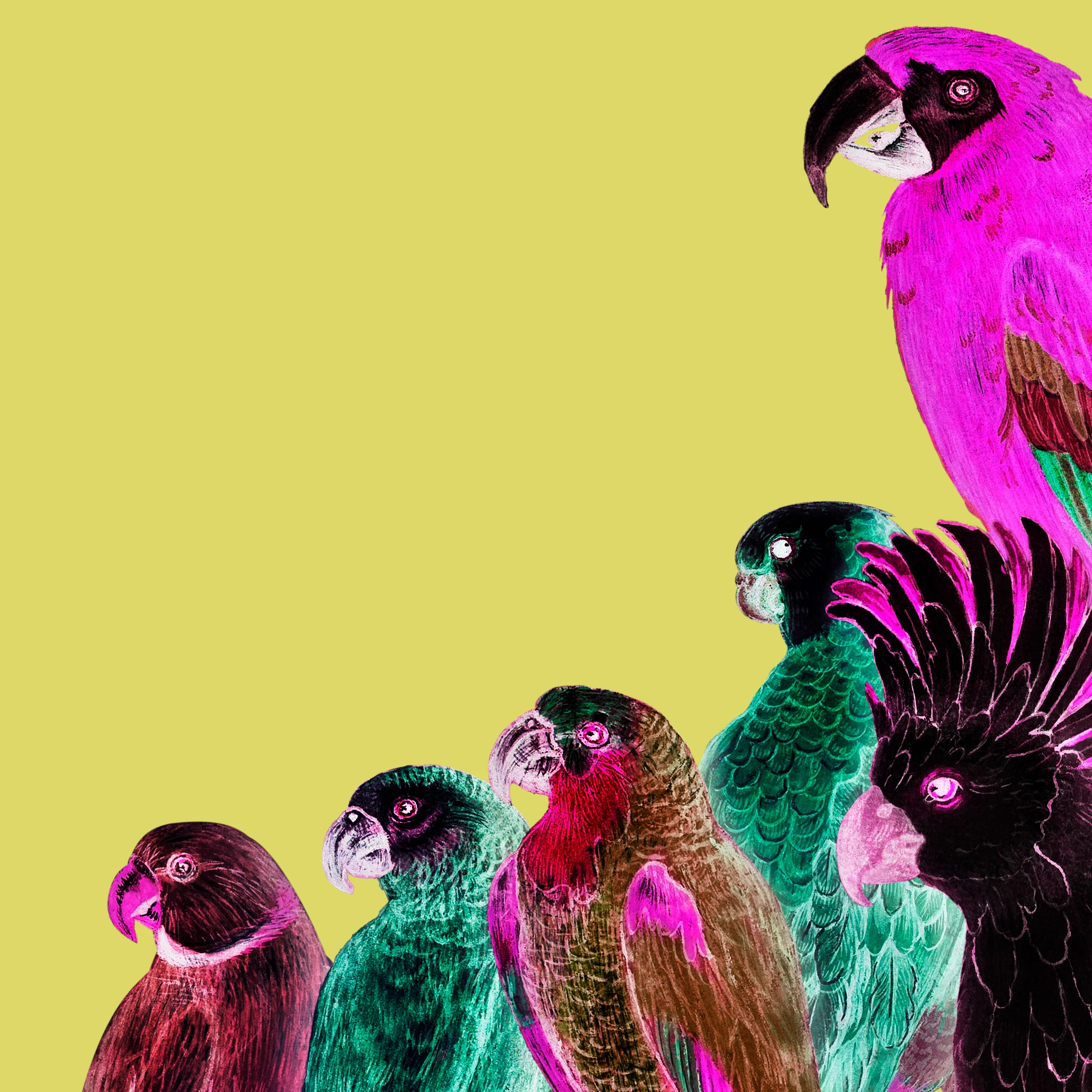 aanimals71