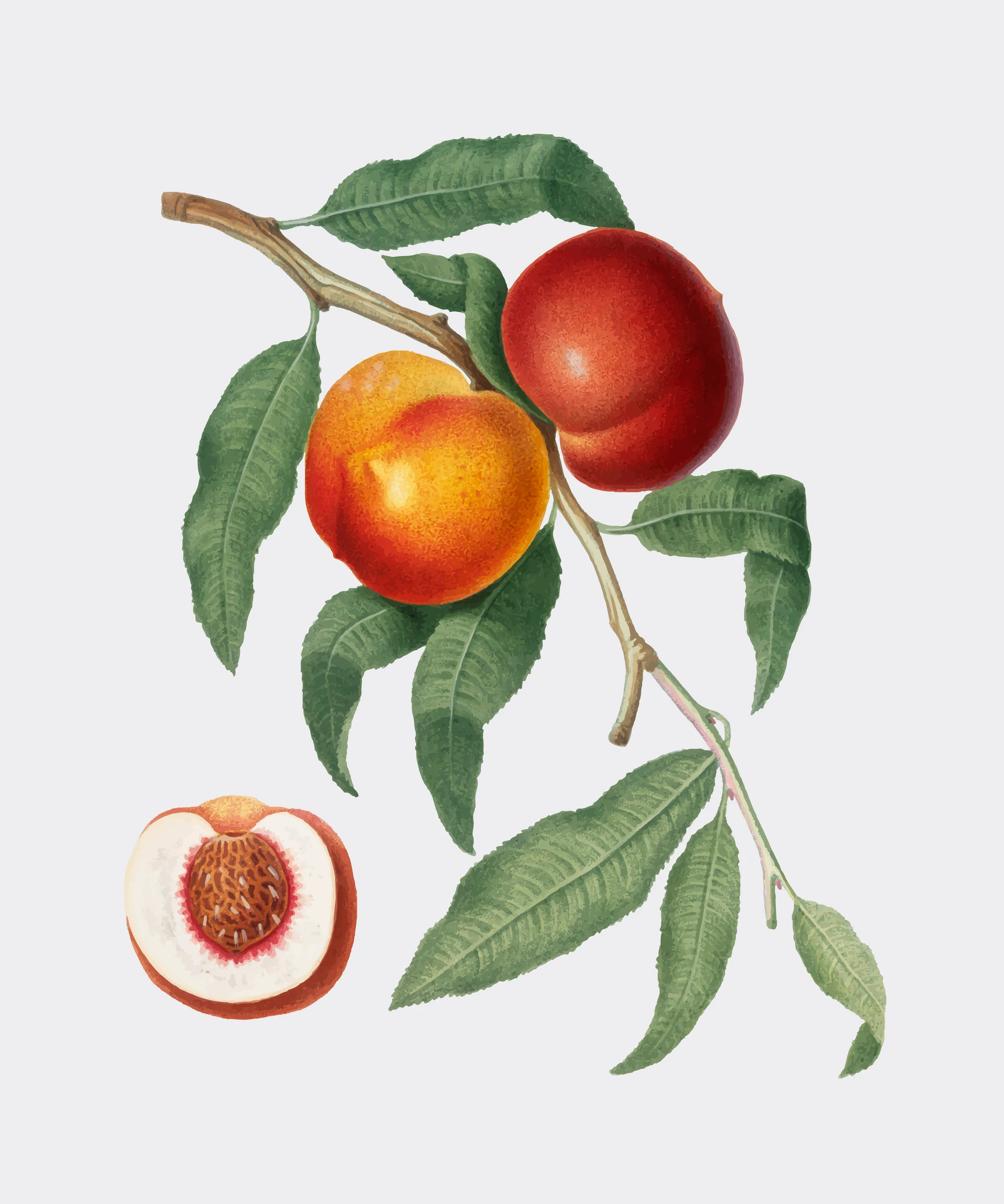 fruitss (231)