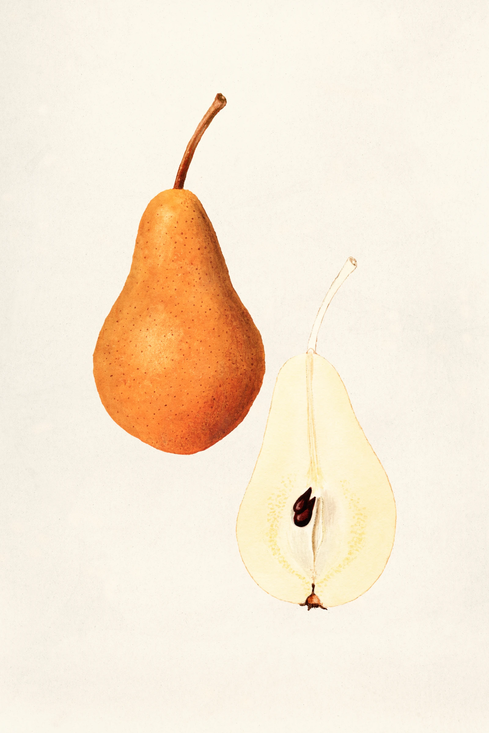 fruits472