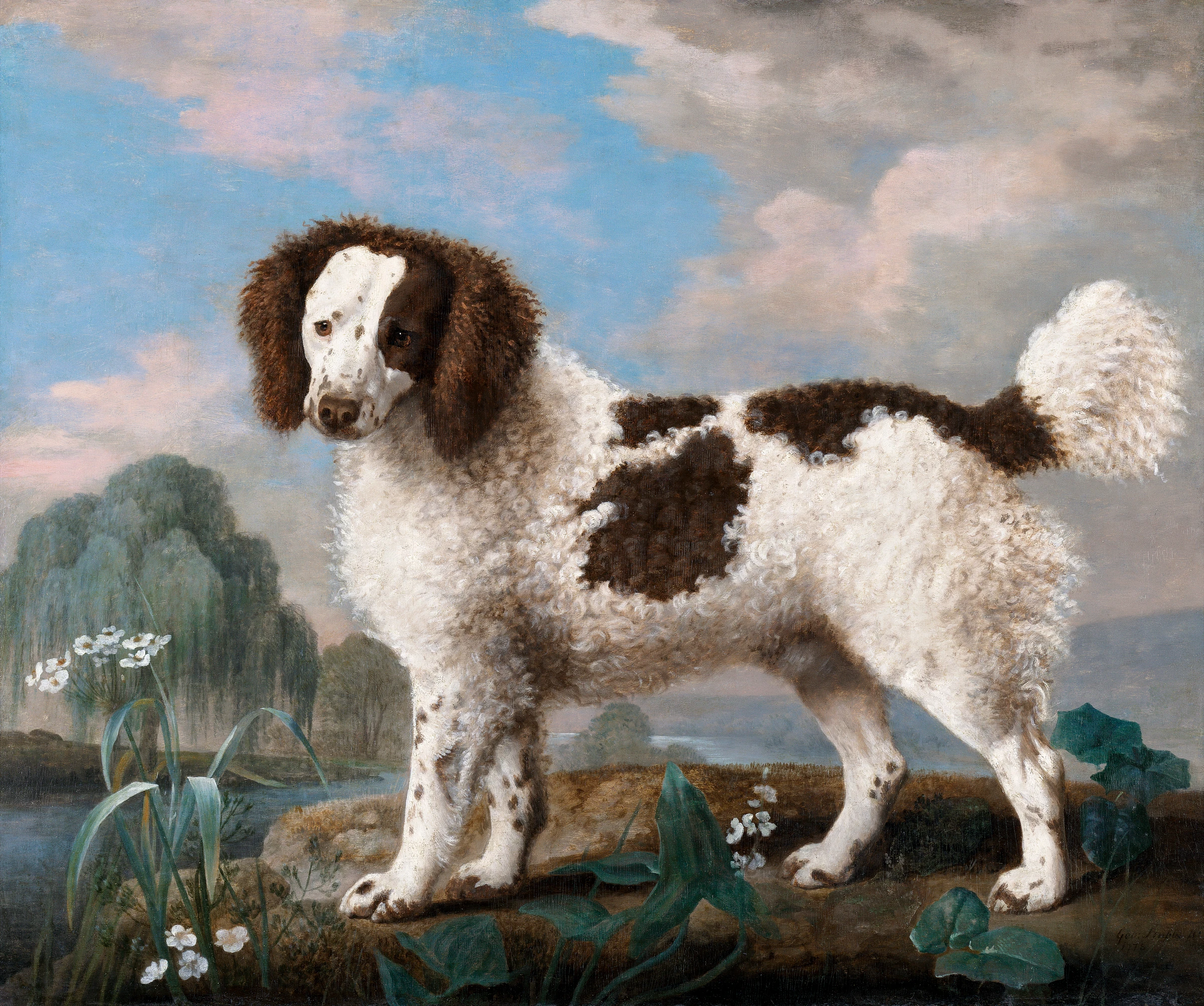 animals (41)