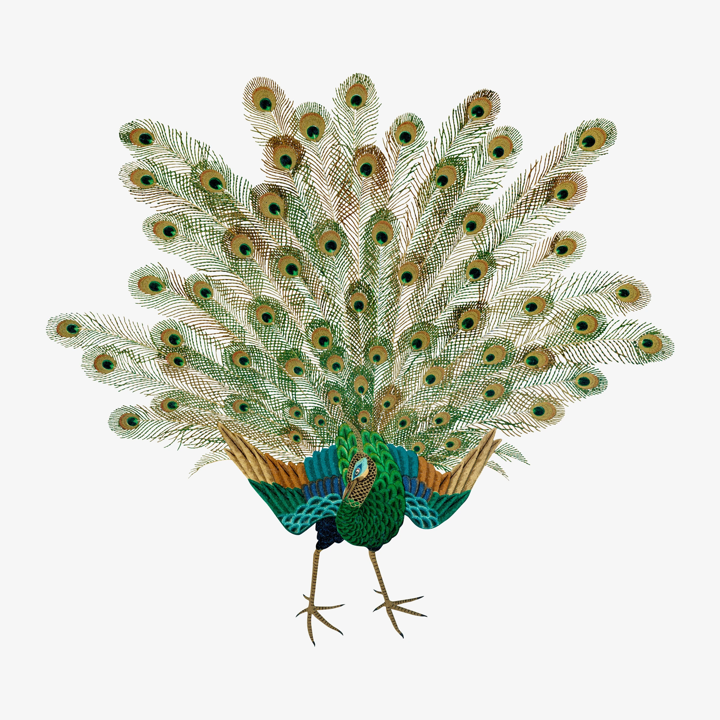 animals (120)