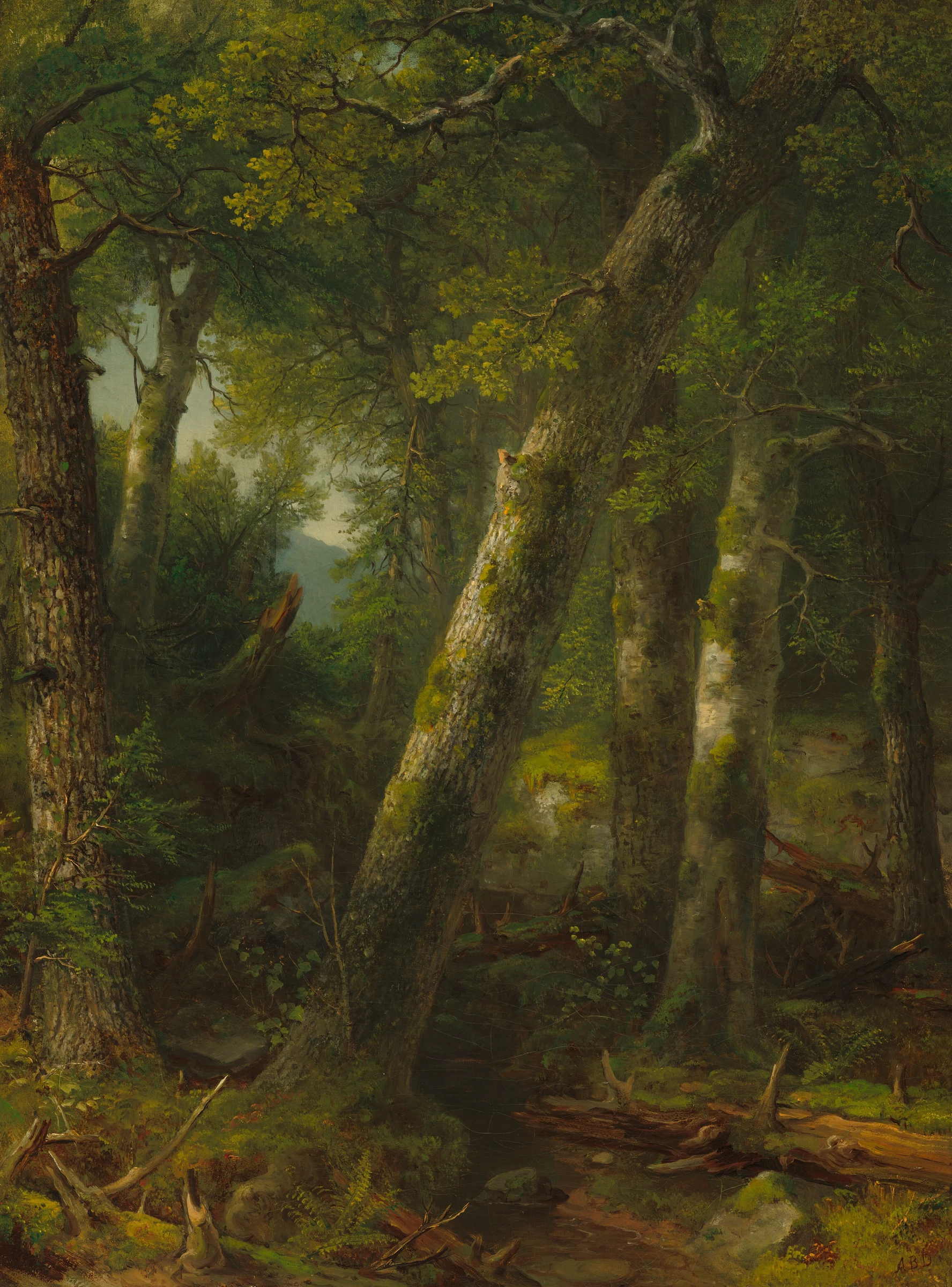 Forest In The Morning Light 1978.6.2