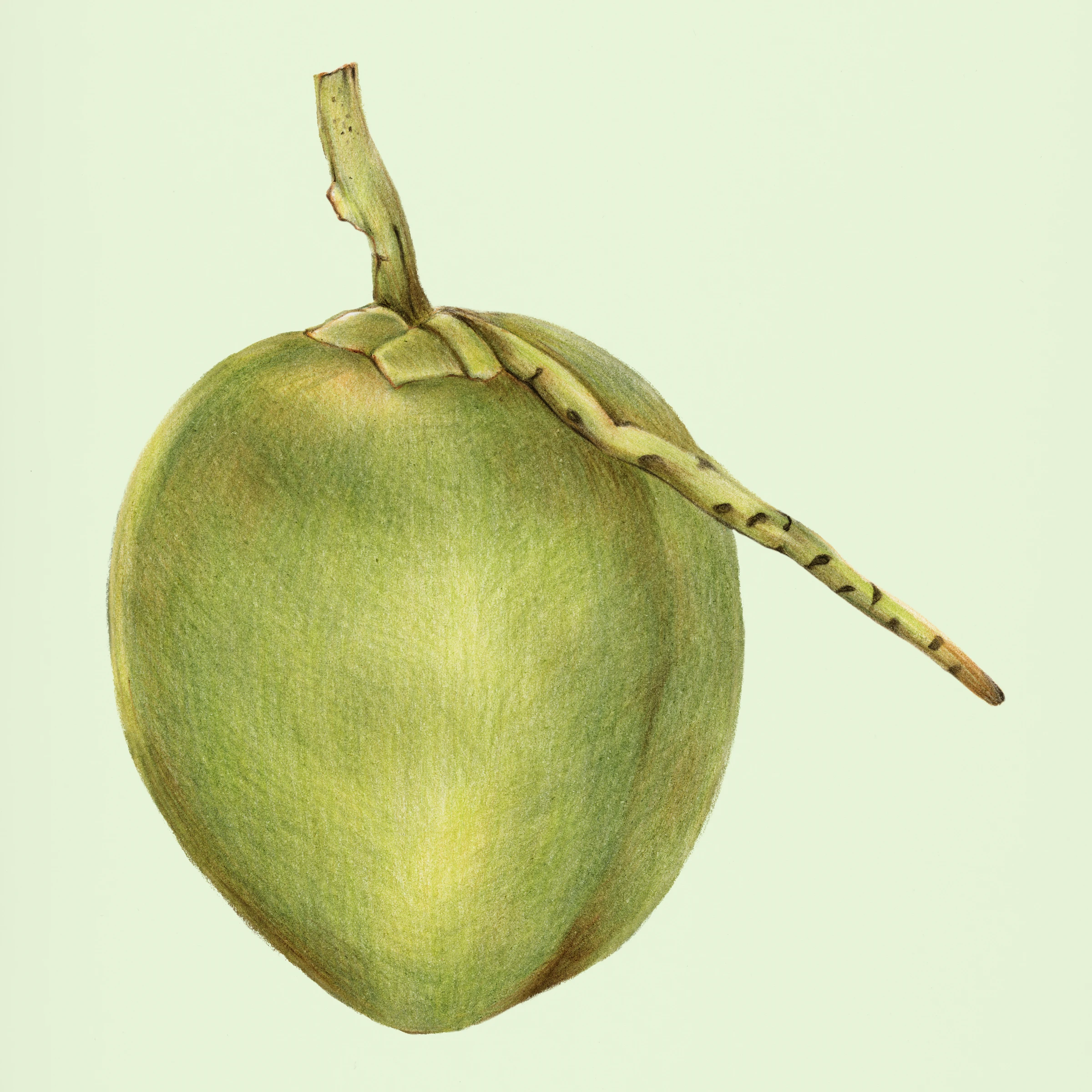 fruitss (194)