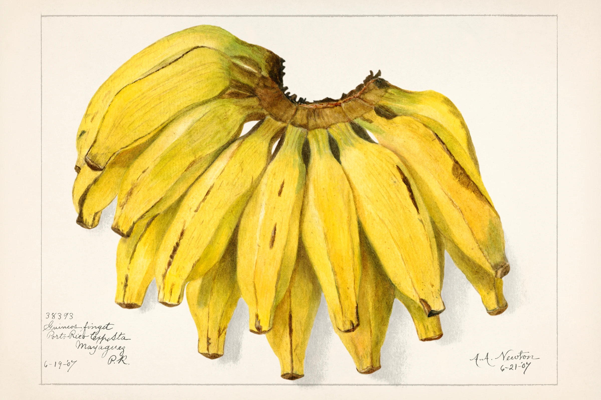 fruits473