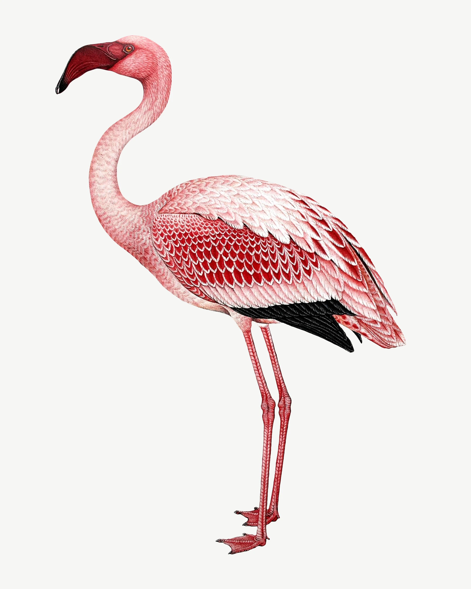animals (110)
