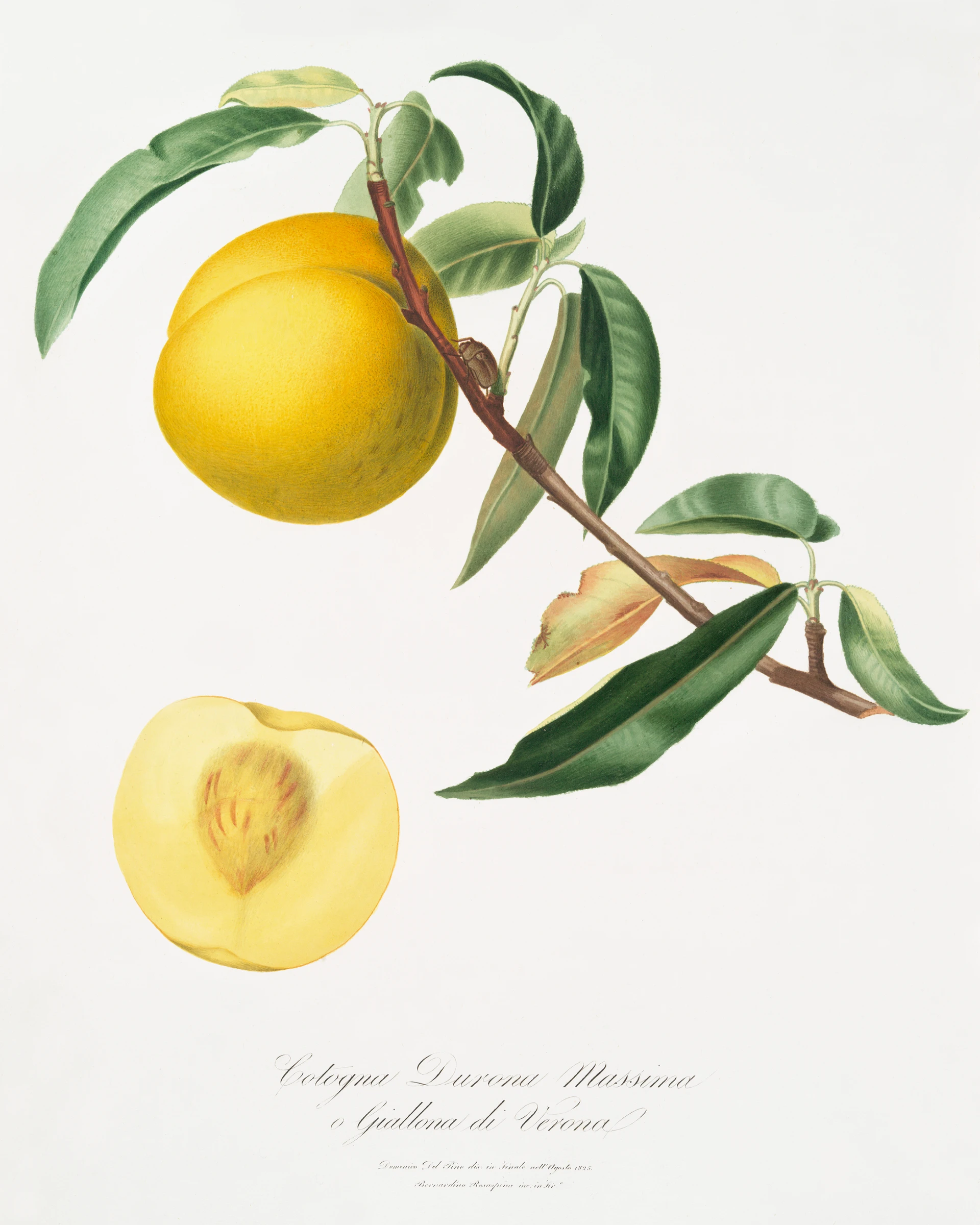 fruitss (217)