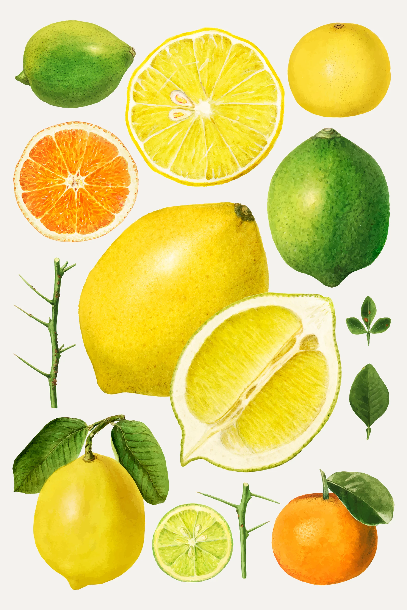 fruits490