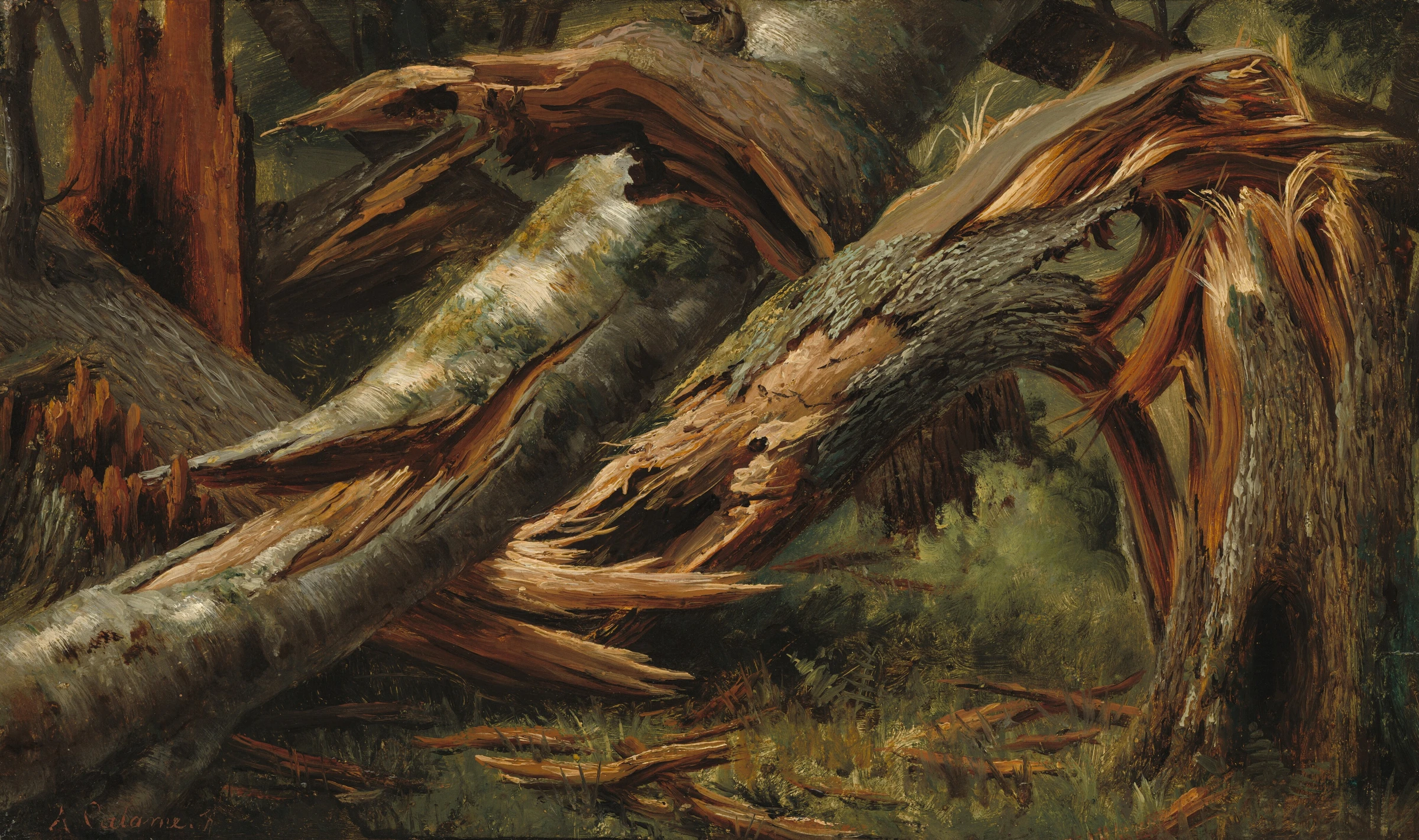 Fallen Tree 1997.73.1