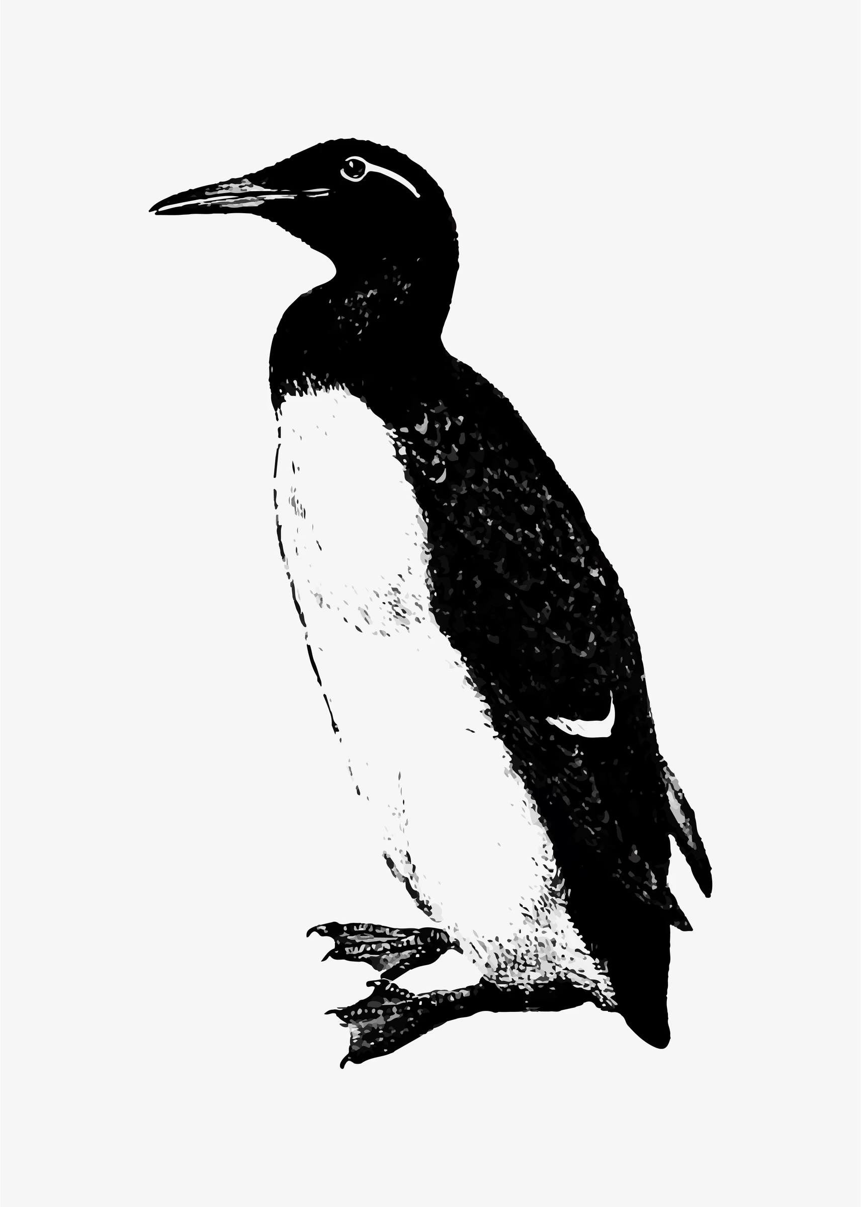 animals (294)