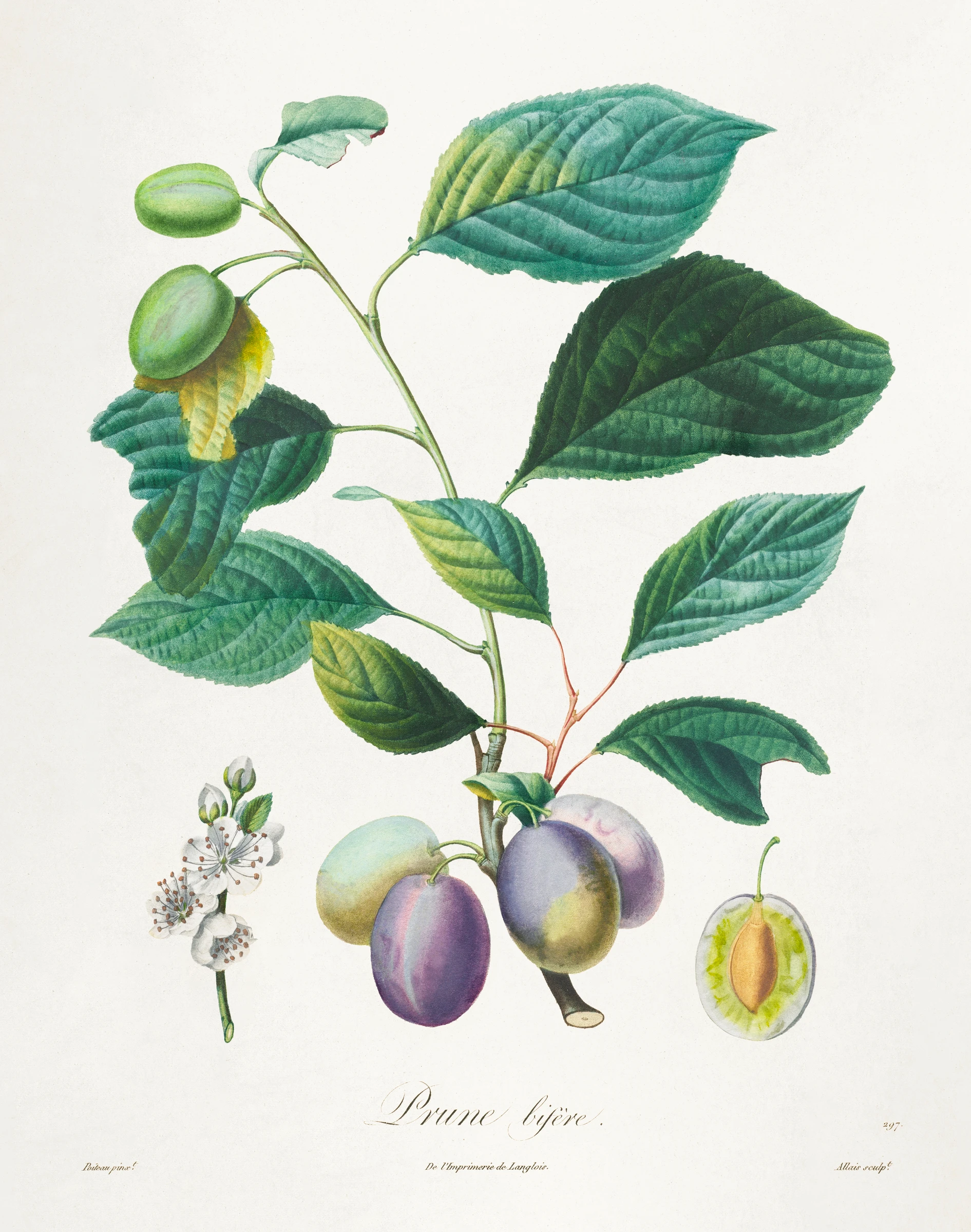 fruitss (17)