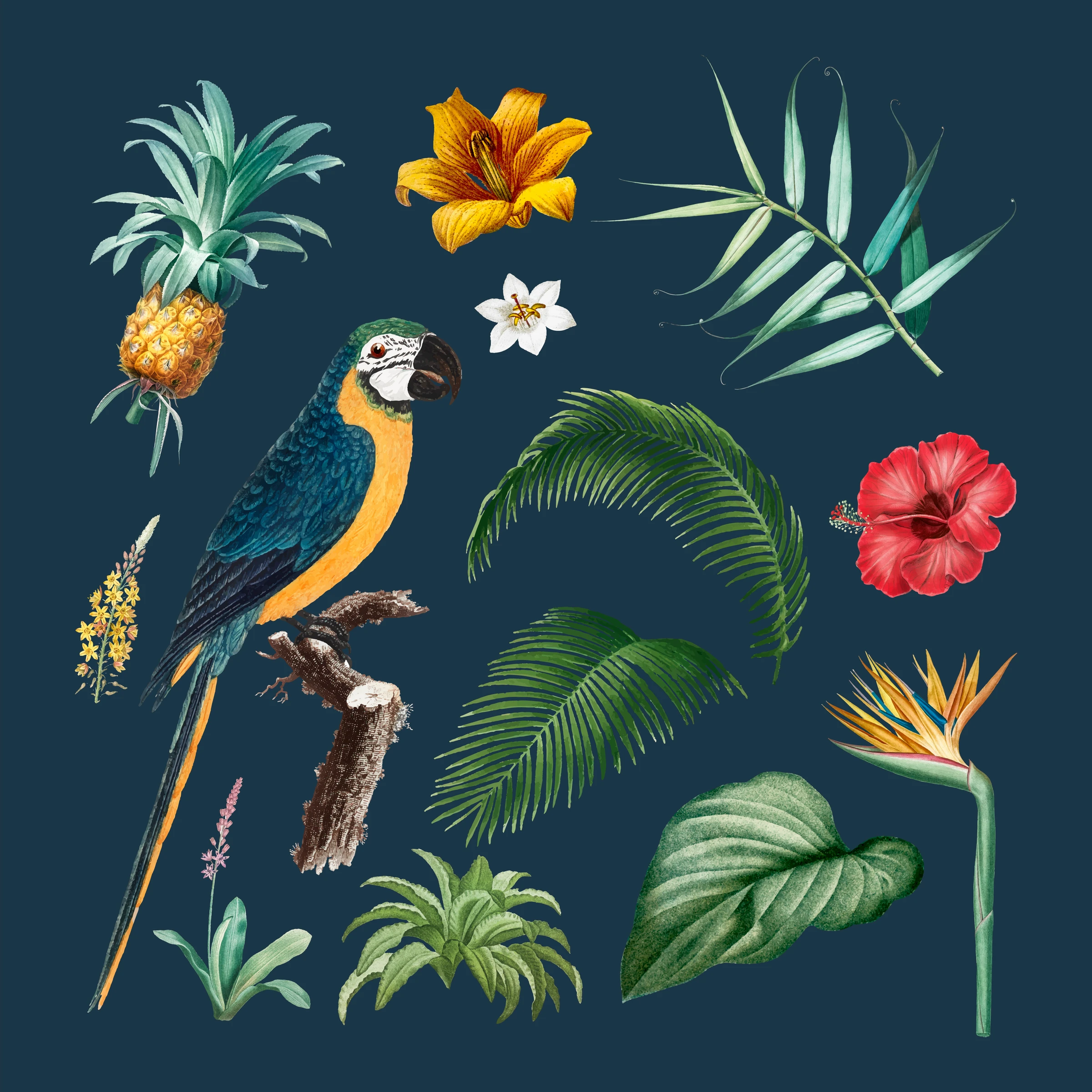 aanimals66