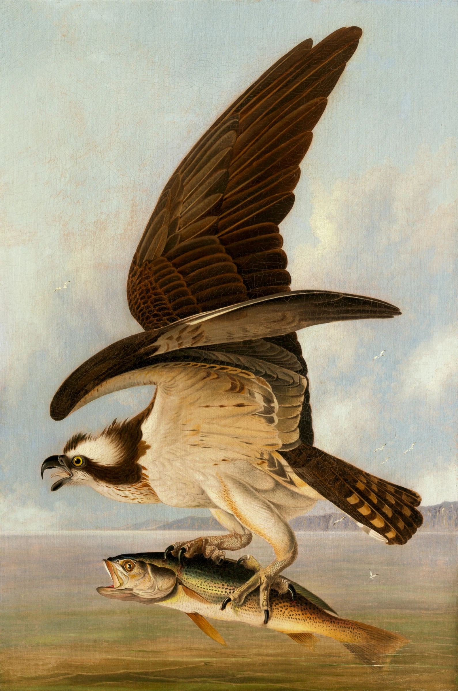 Osprey And Weakfish 2005.32.1