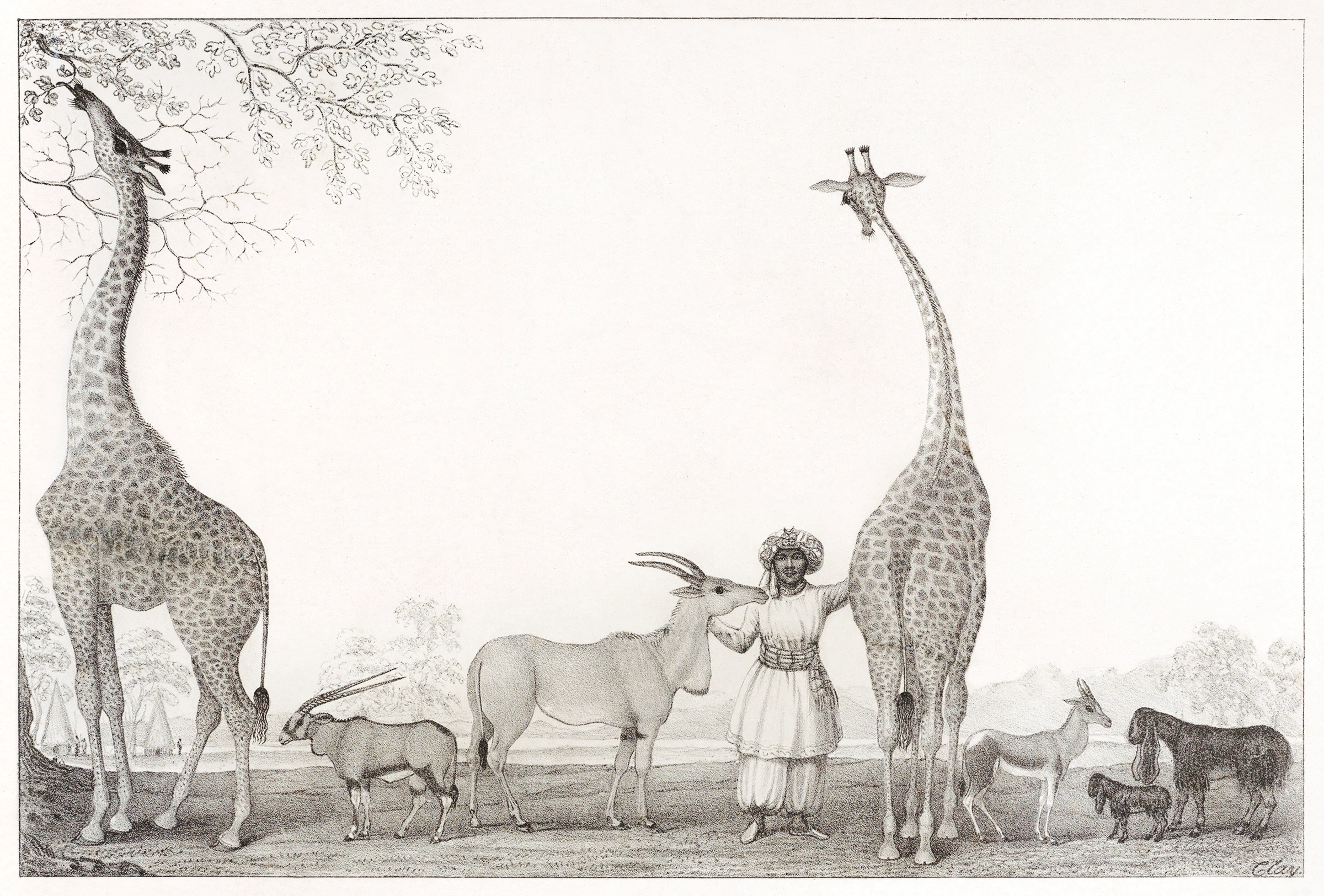 animals (305)