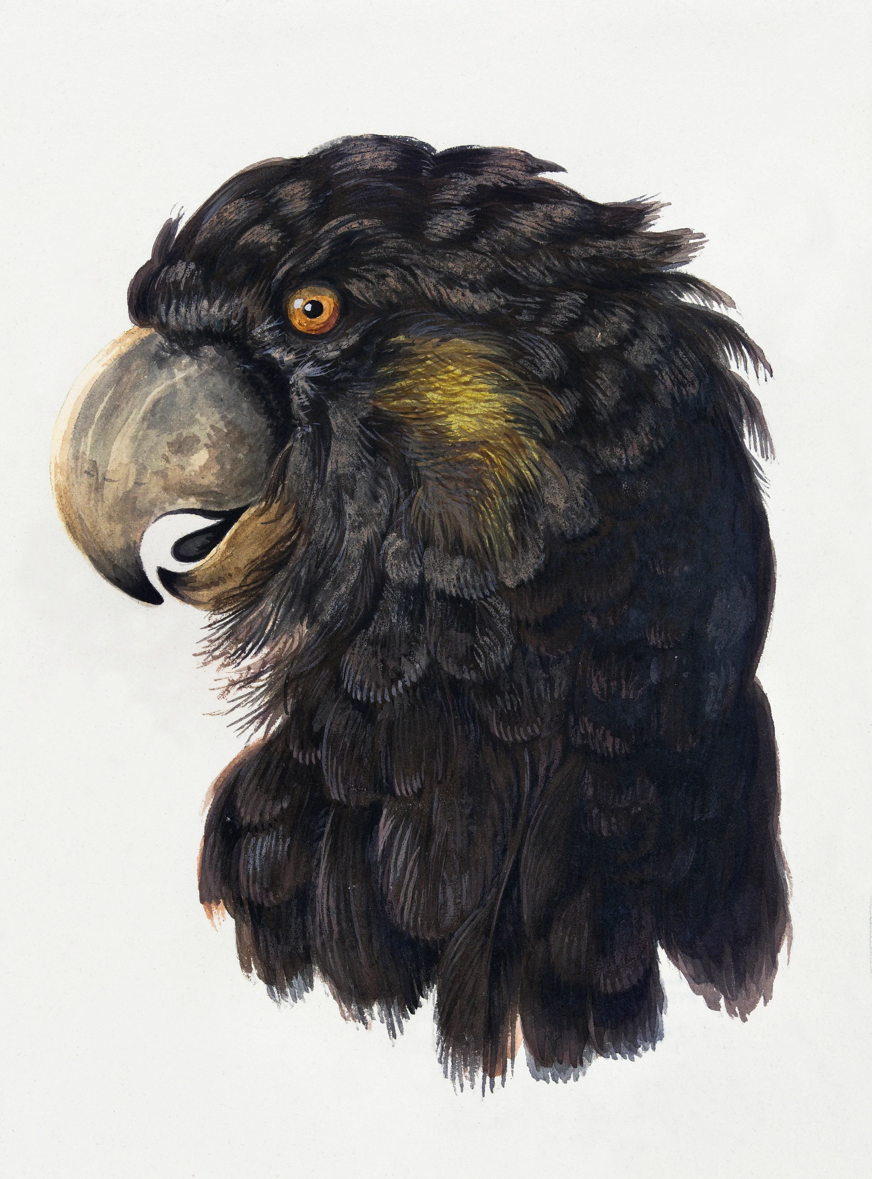 animals (40)