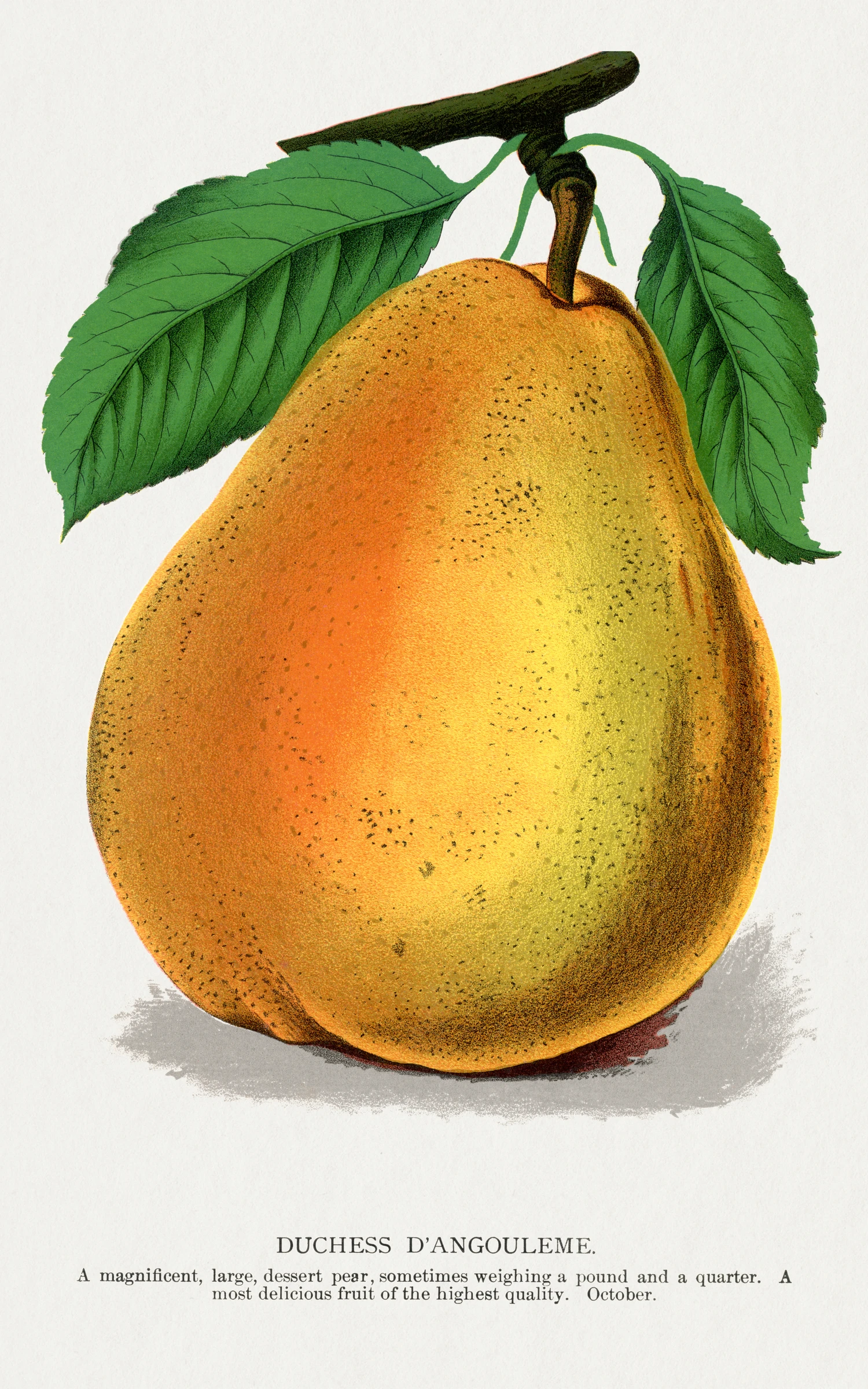 fruitss (1)