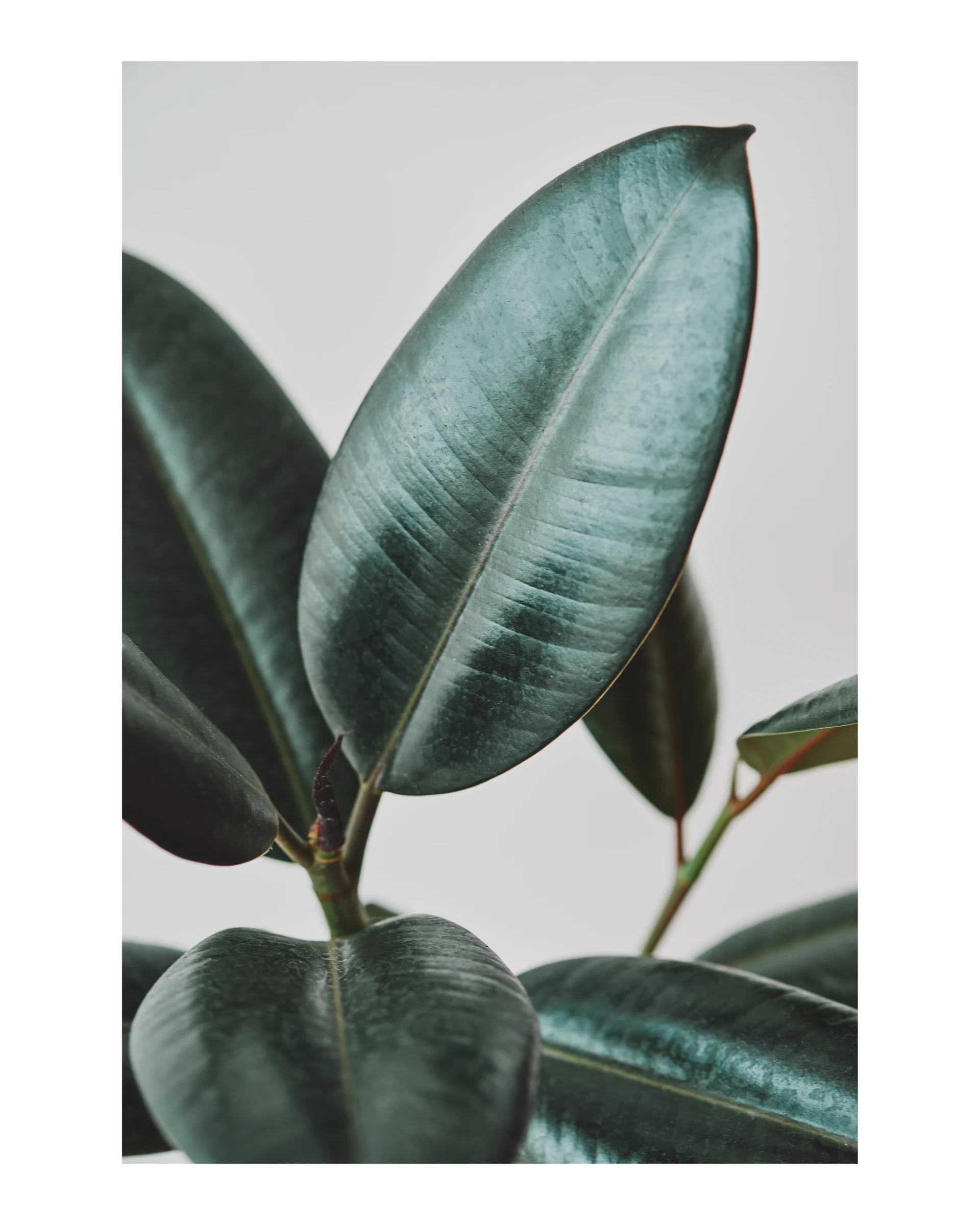 Trendy Prints (427)