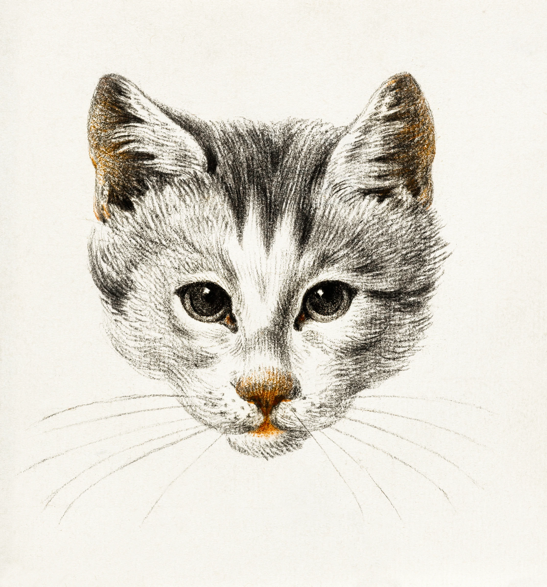 animals (246)